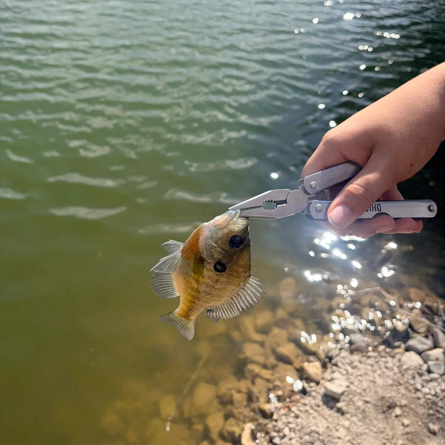 Bluegill caught on Fishbrain