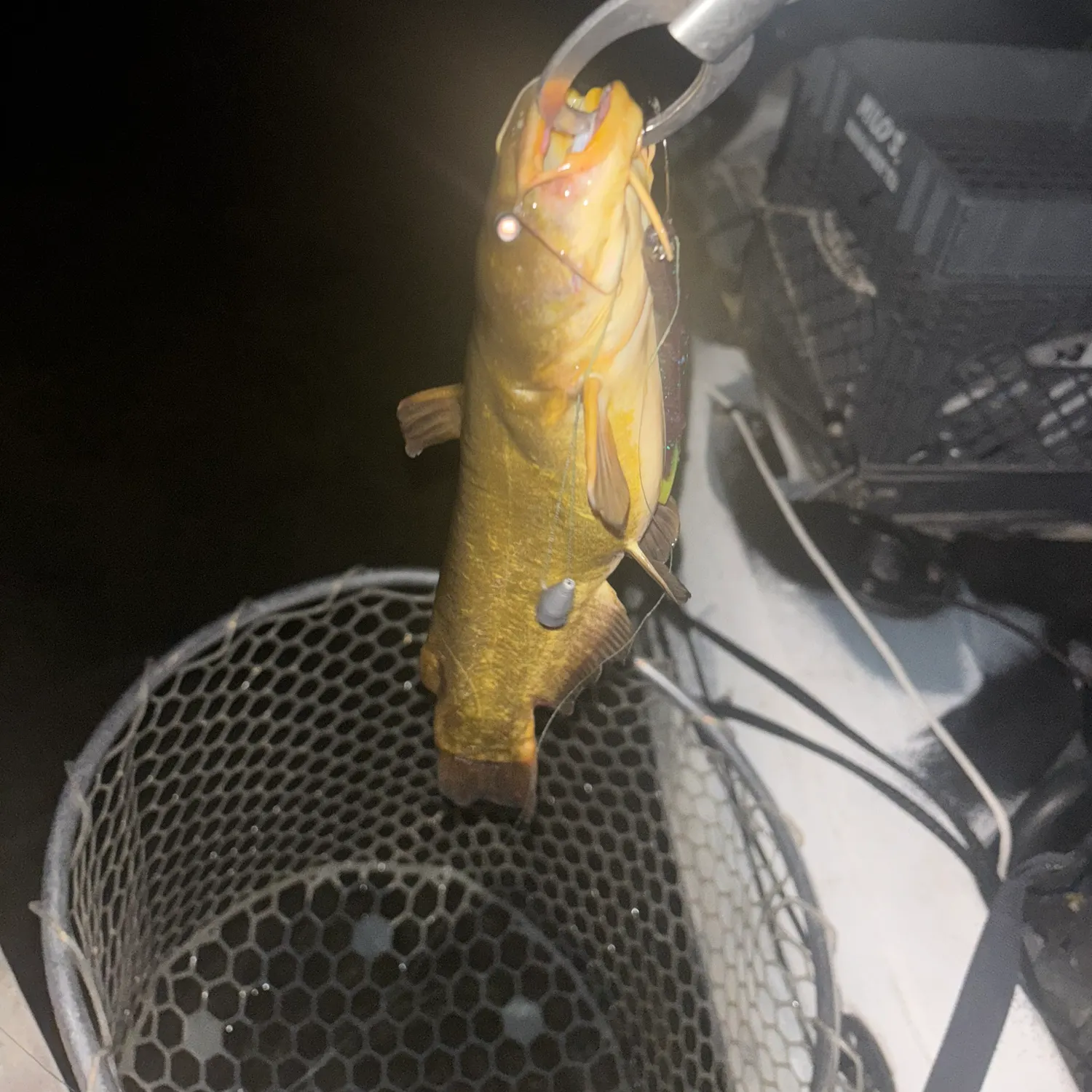 The most recent Yellow bullhead catches on Fishbrain