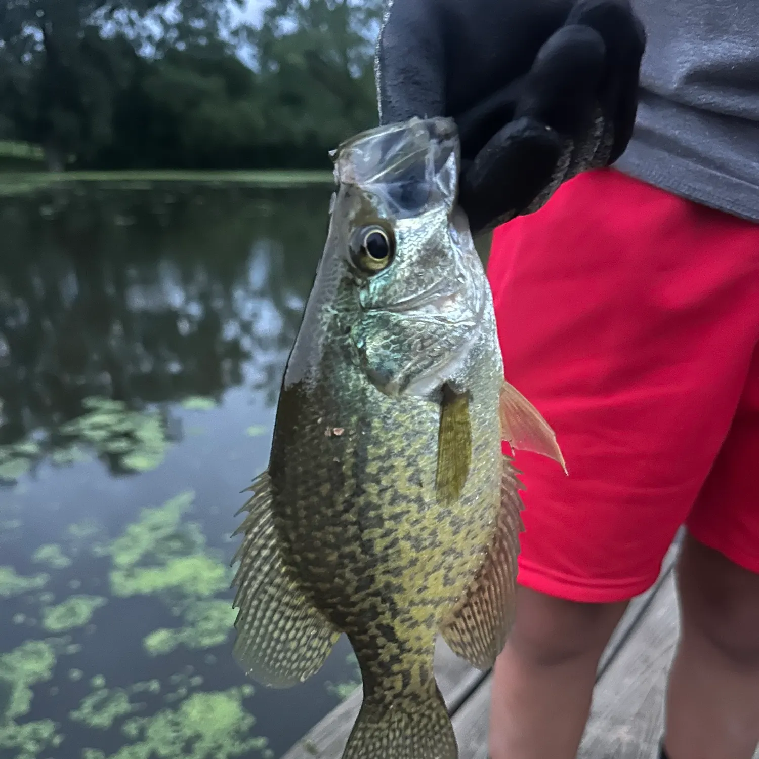 Black crappie caught on Fishbrain