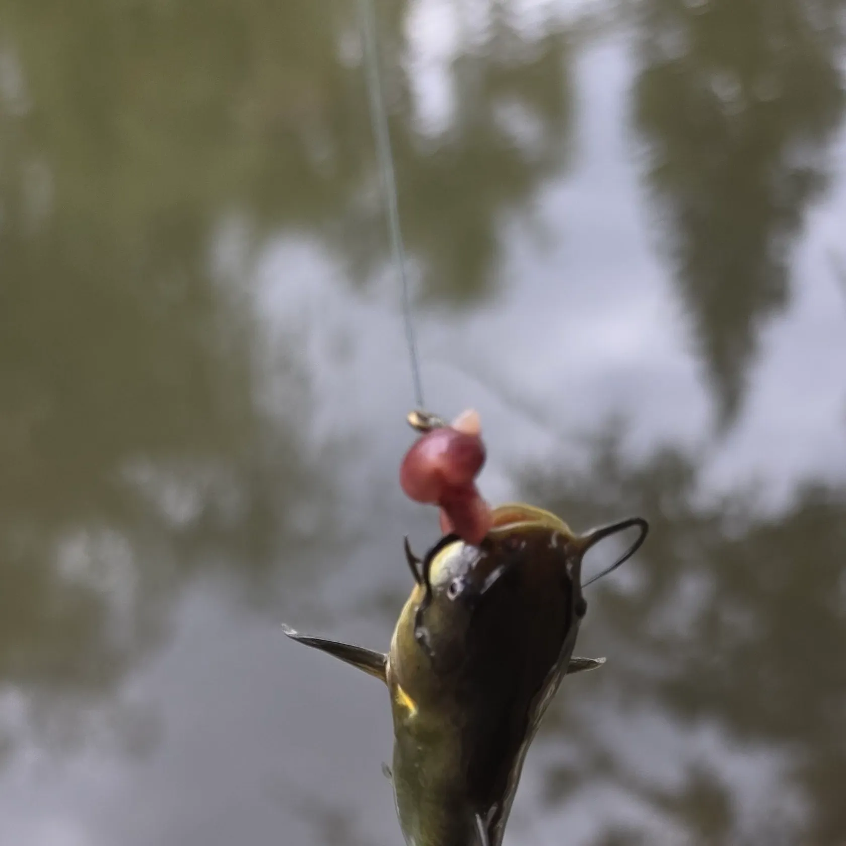 Black bullhead caught on Fishbrain