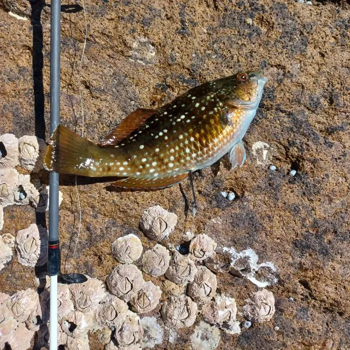The most recent Greasy grouper catches on Fishbrain