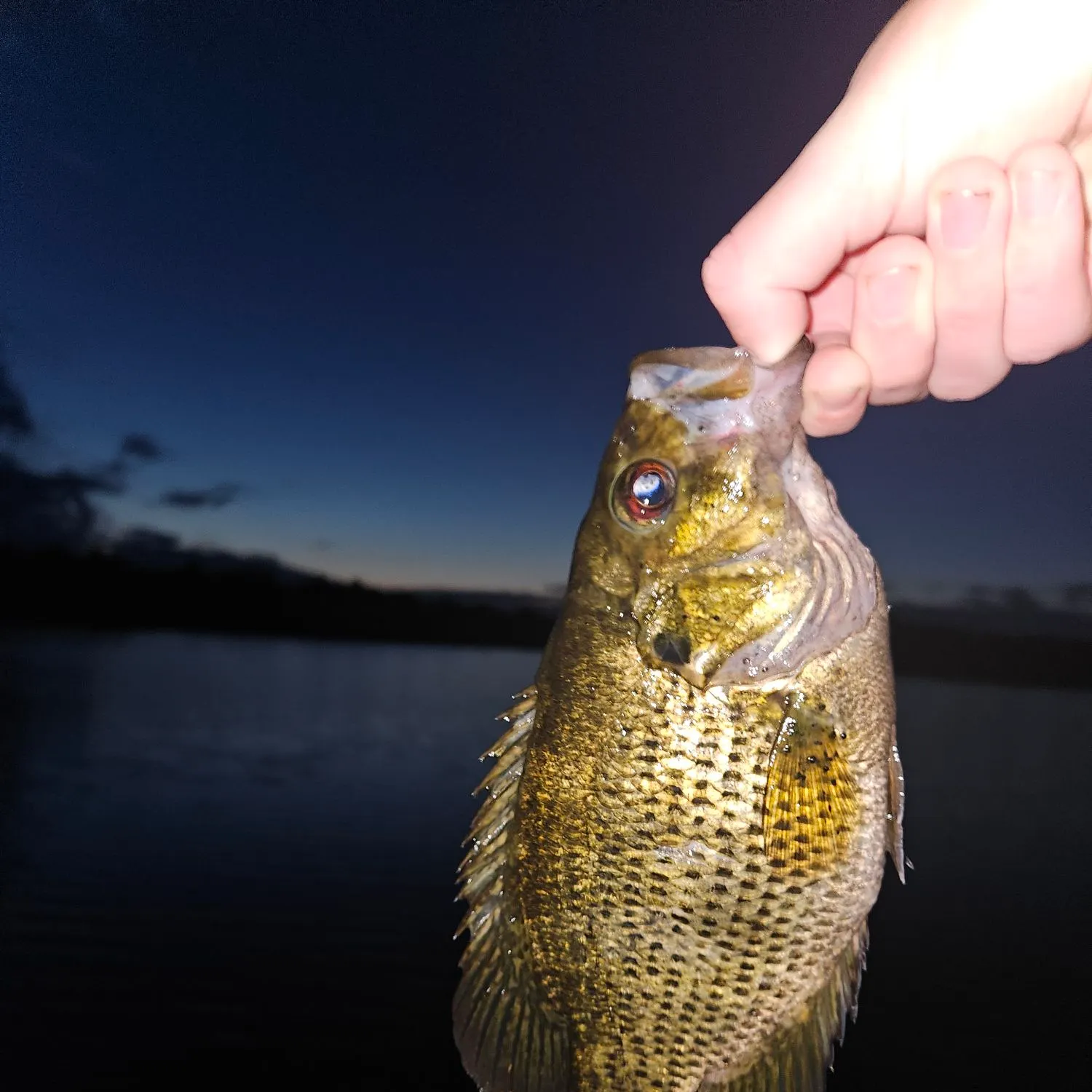 Rock bass caught on Fishbrain