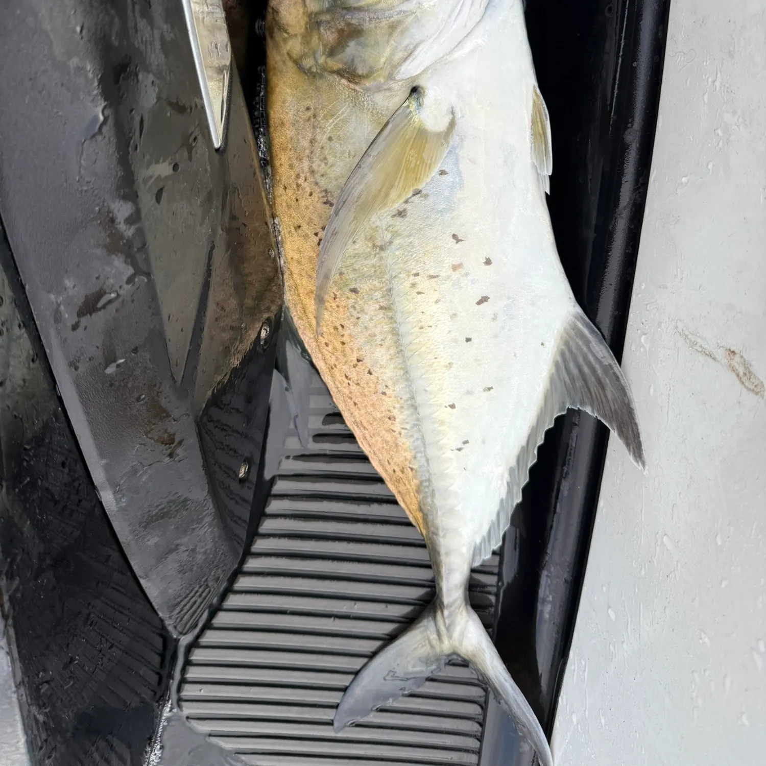 The most recent Giant trevally catches on Fishbrain