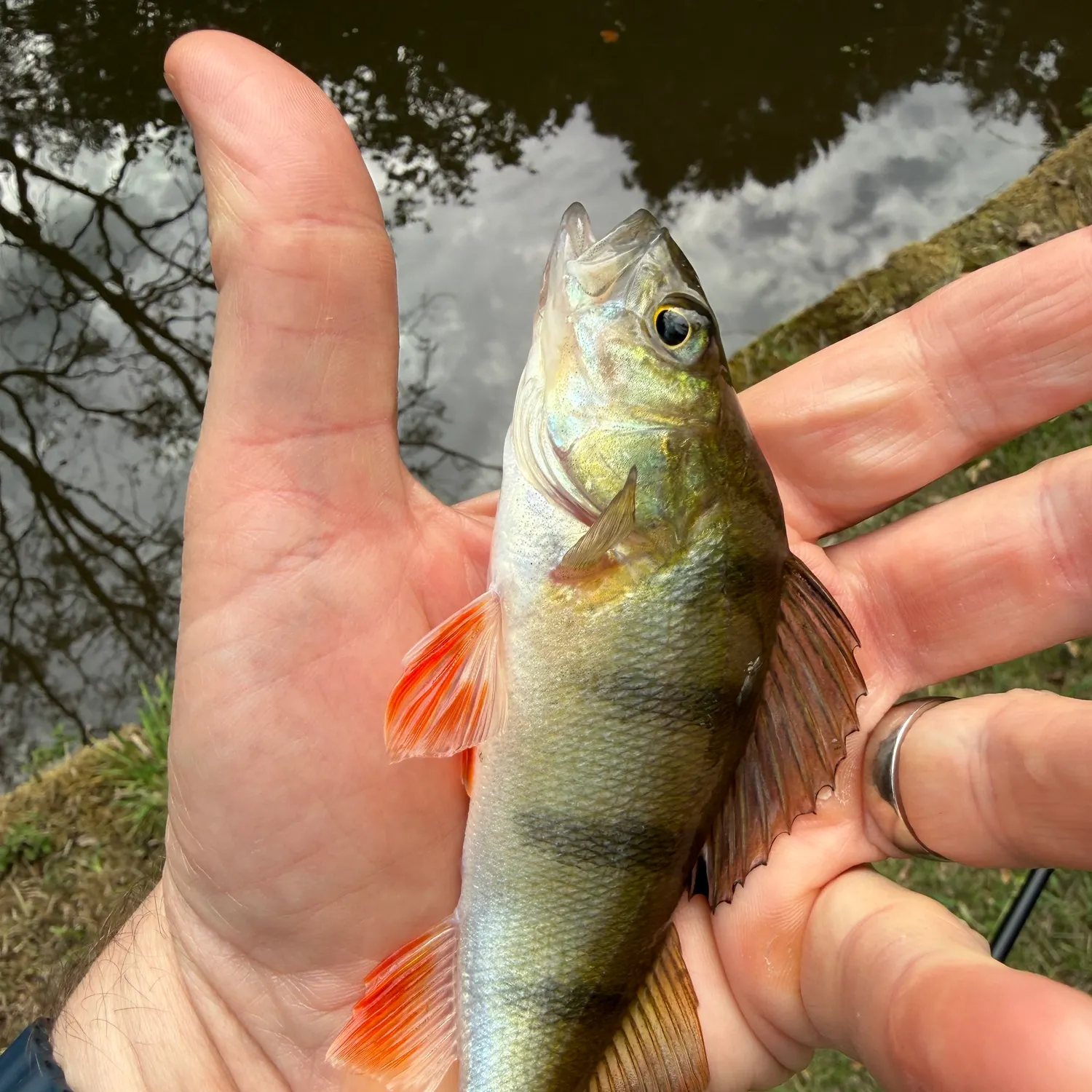 European perch caught on Fishbrain