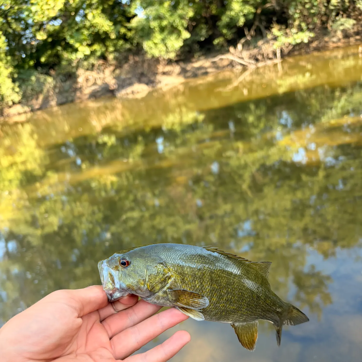 Smallmouth bass caught on Fishbrain