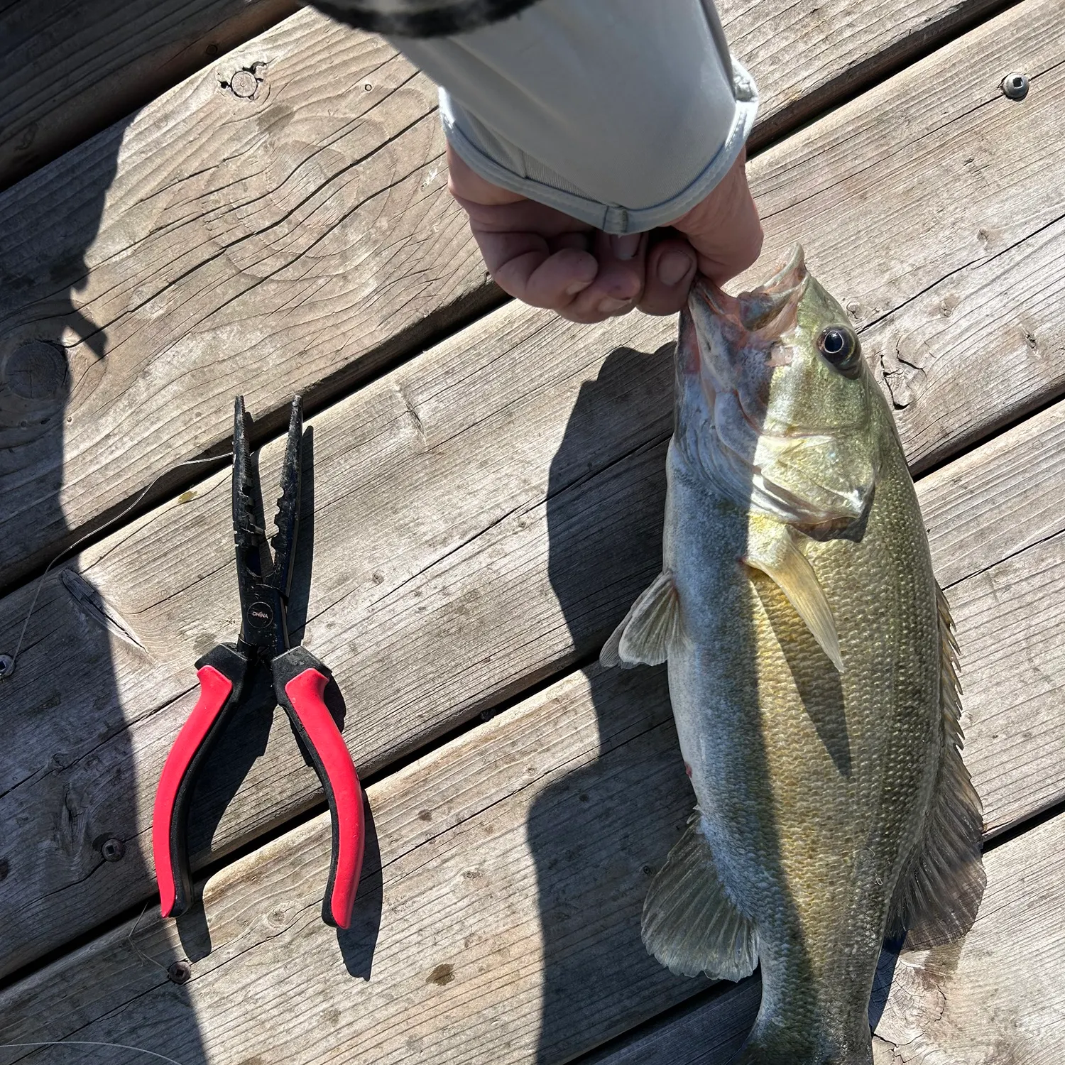 catch