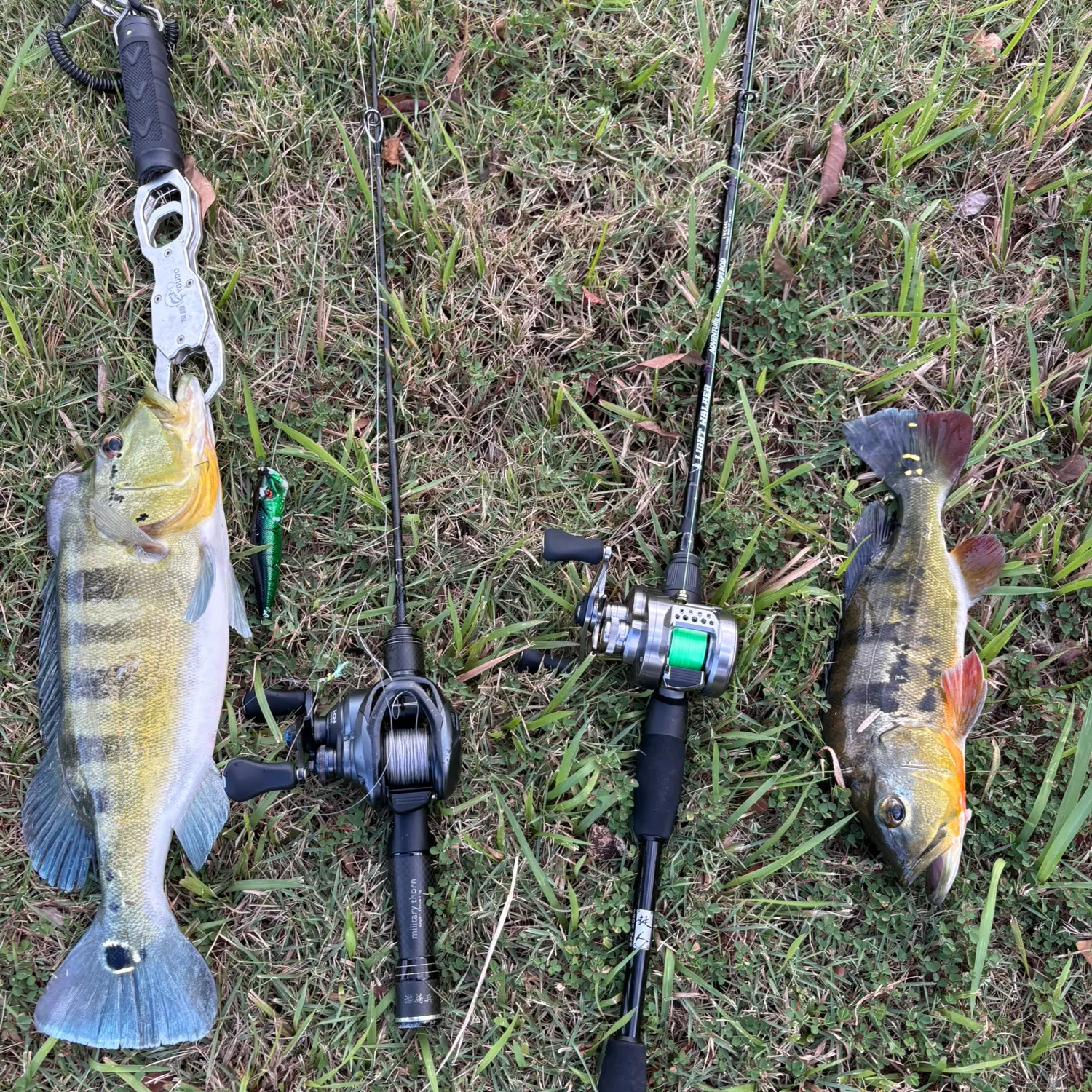 The most recent Butterfly peacock bass catches on Fishbrain