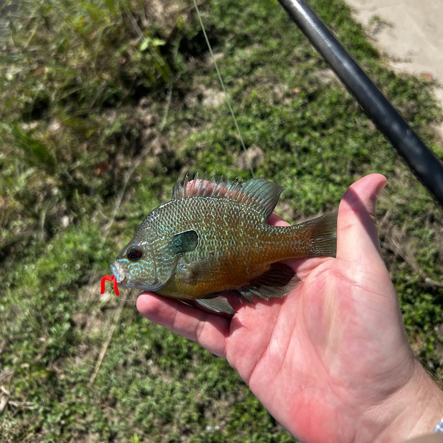 Longear sunfish caught on Fishbrain