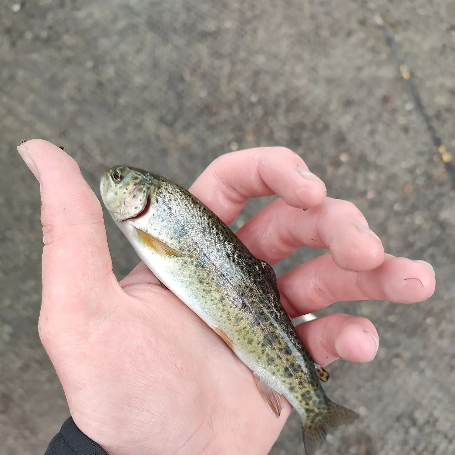Rainbow trout caught on Fishbrain