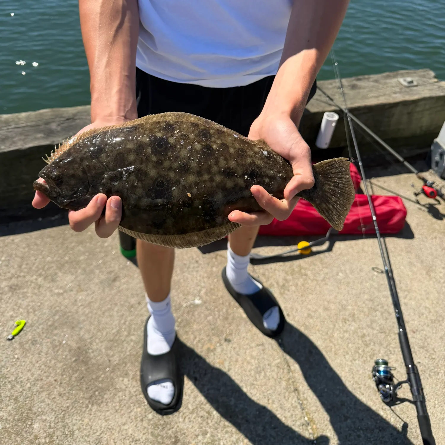 Summer flounder caught on Fishbrain