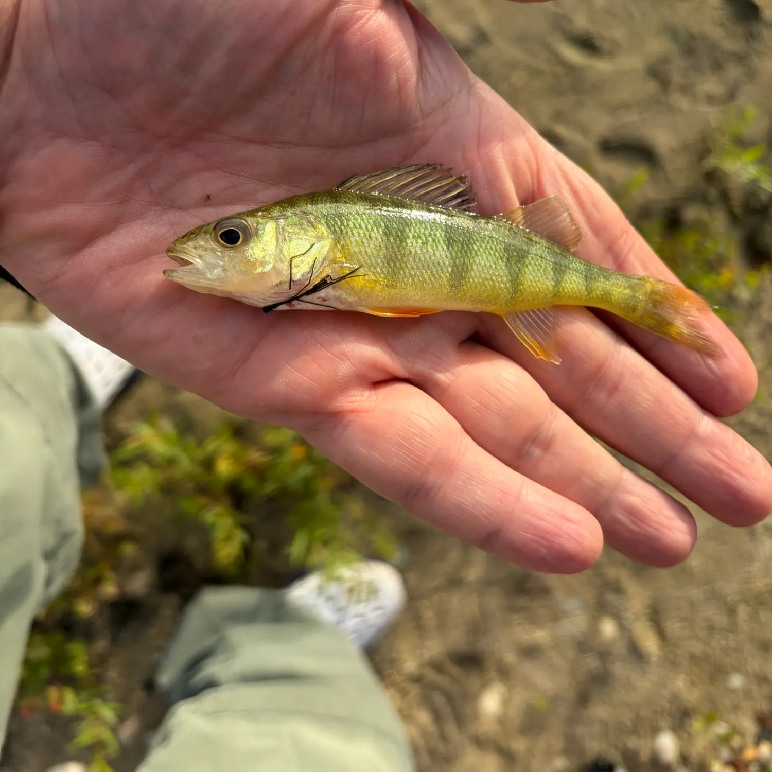 Yellow perch caught on Fishbrain