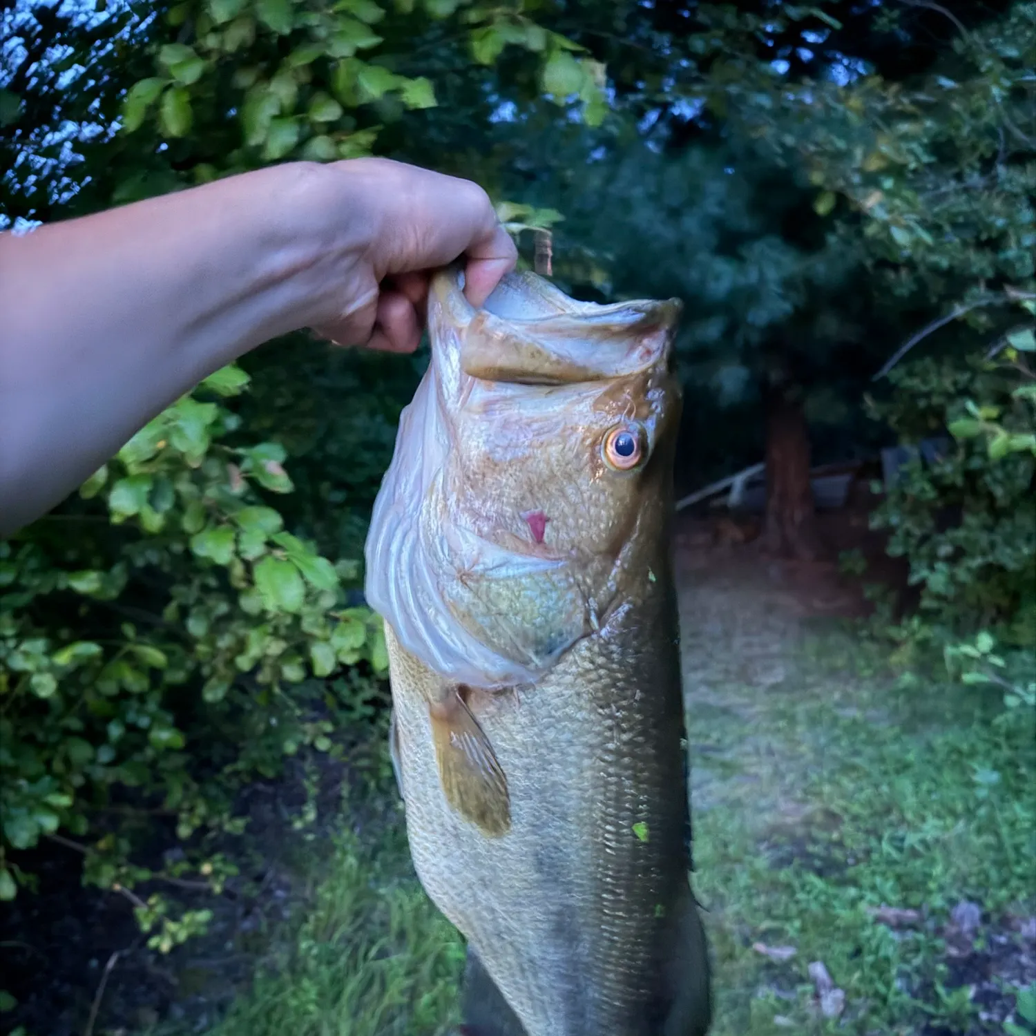 Largemouth bass caught on Fishbrain