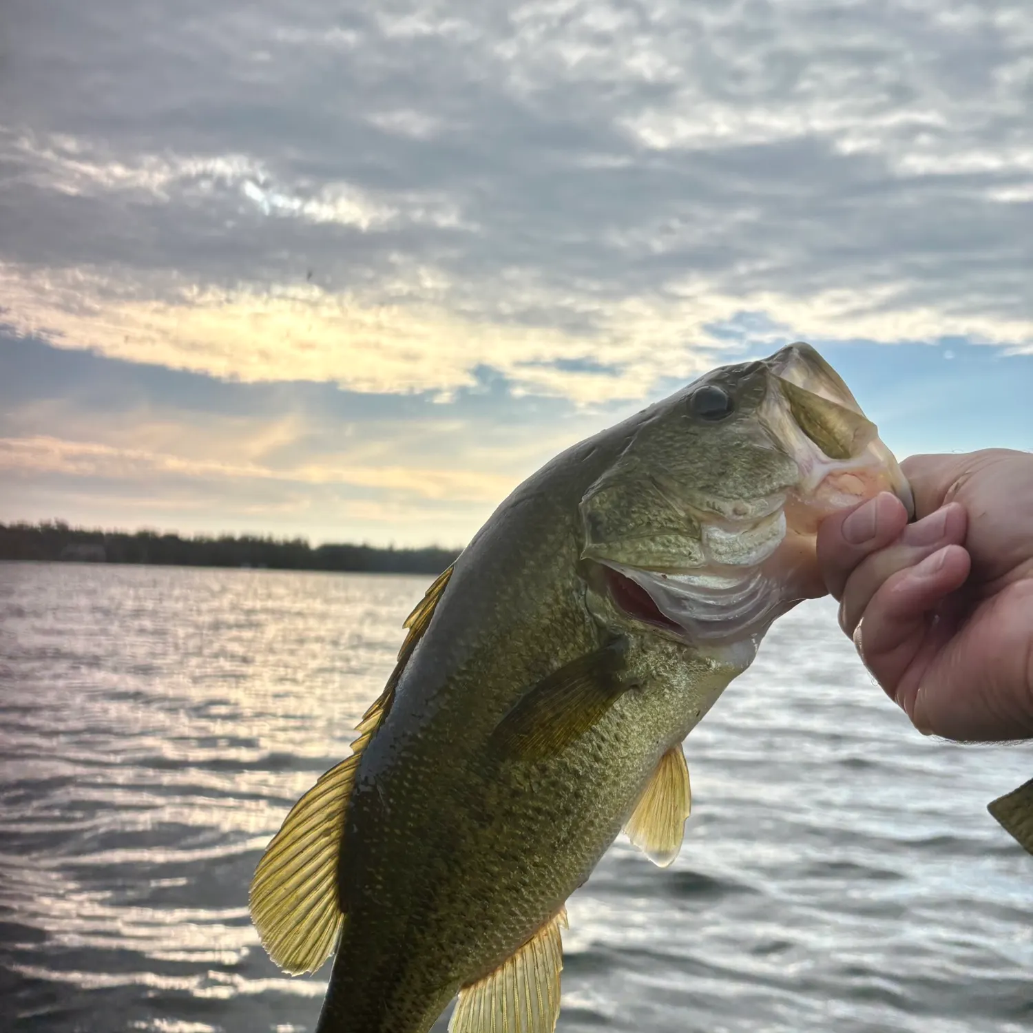 Largemouth bass caught on Fishbrain