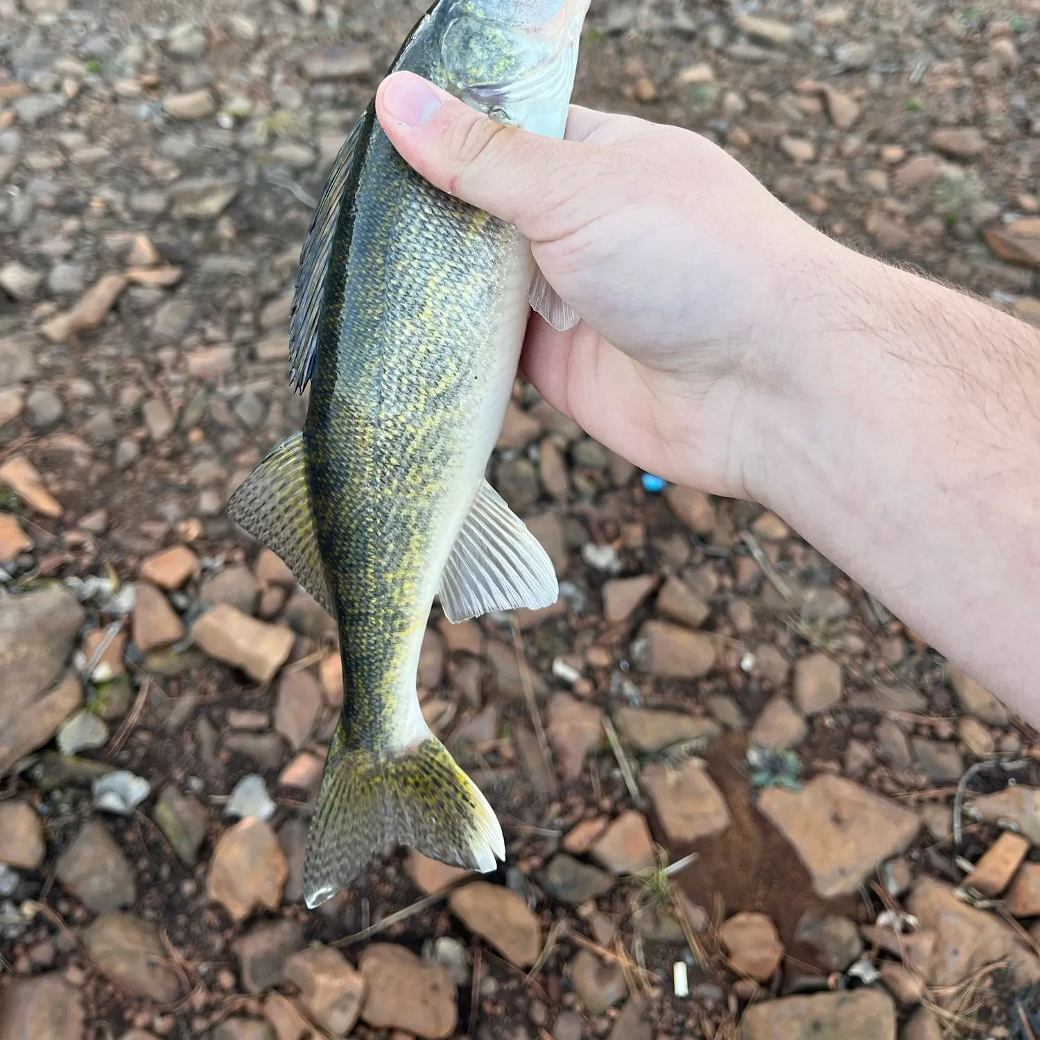 Walleye caught on Fishbrain