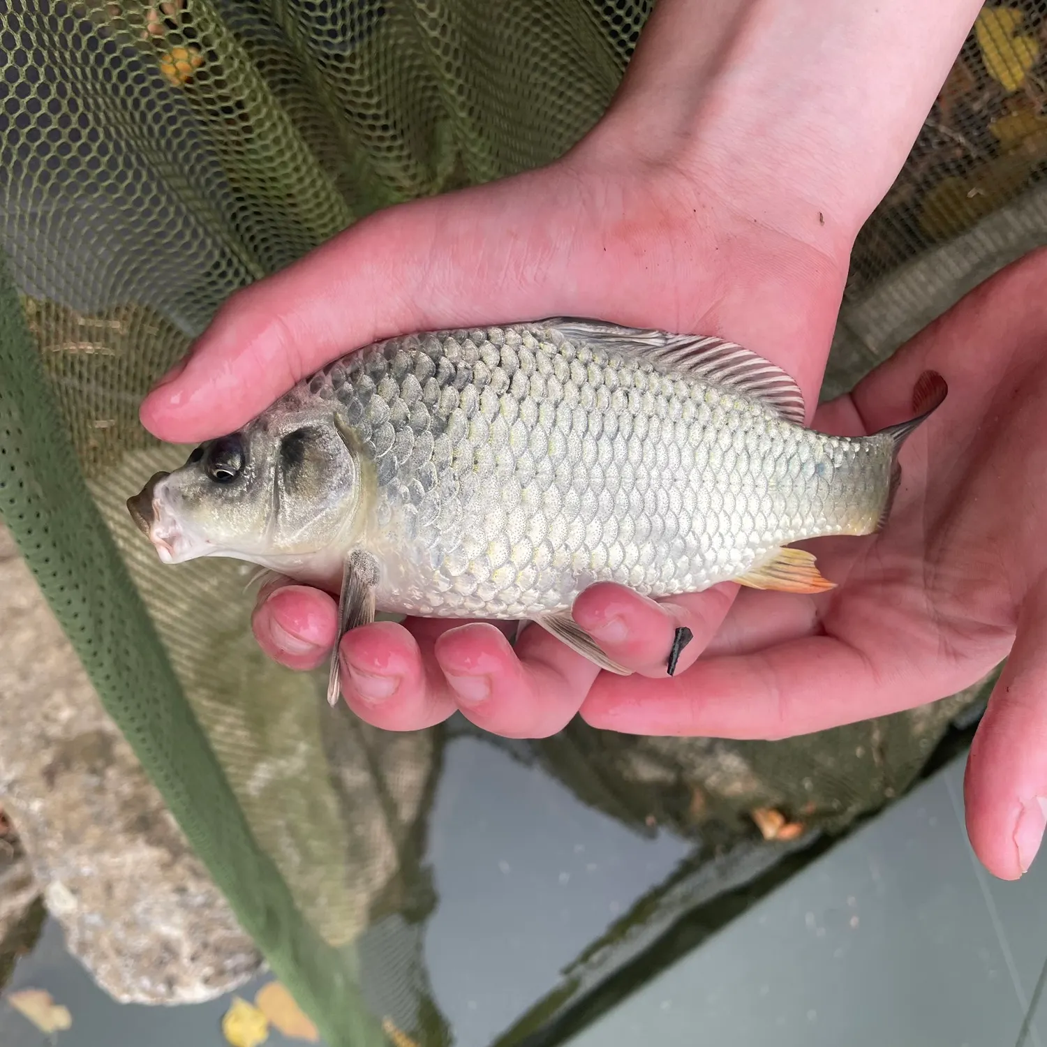 Ghost carp caught on Fishbrain