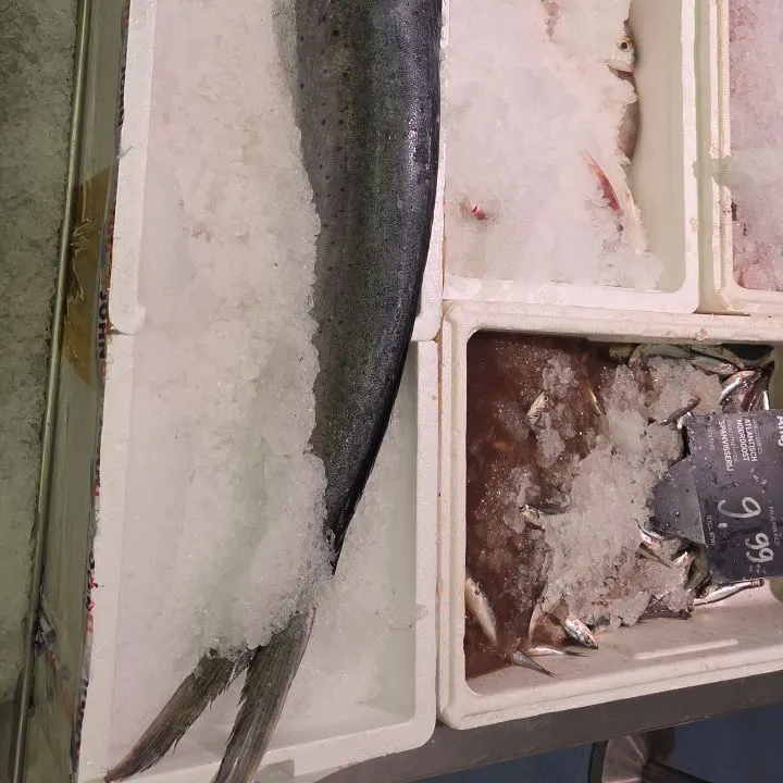 The most recent Golden trevally catches on Fishbrain