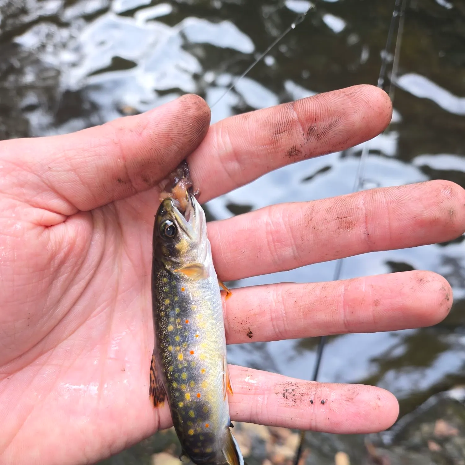 Brook trout caught on Fishbrain