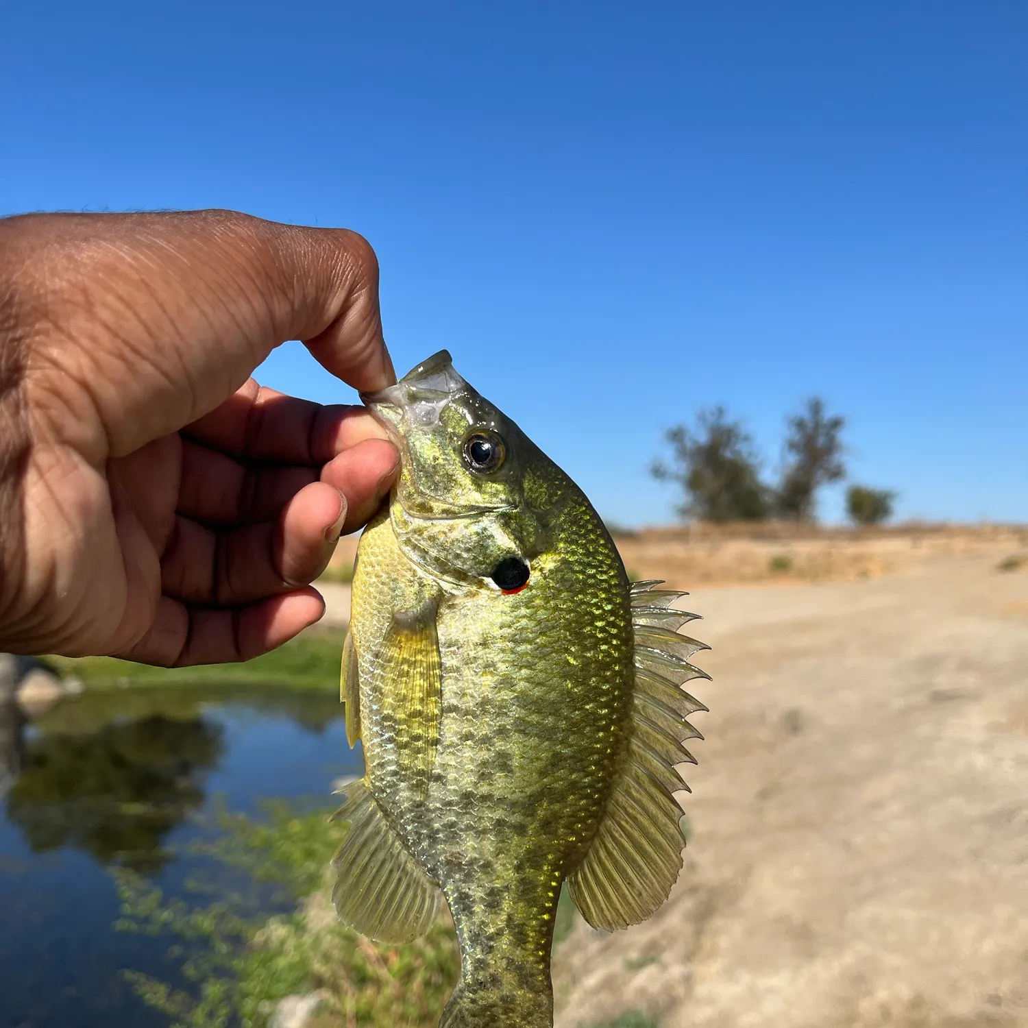Redear sunfish caught on Fishbrain