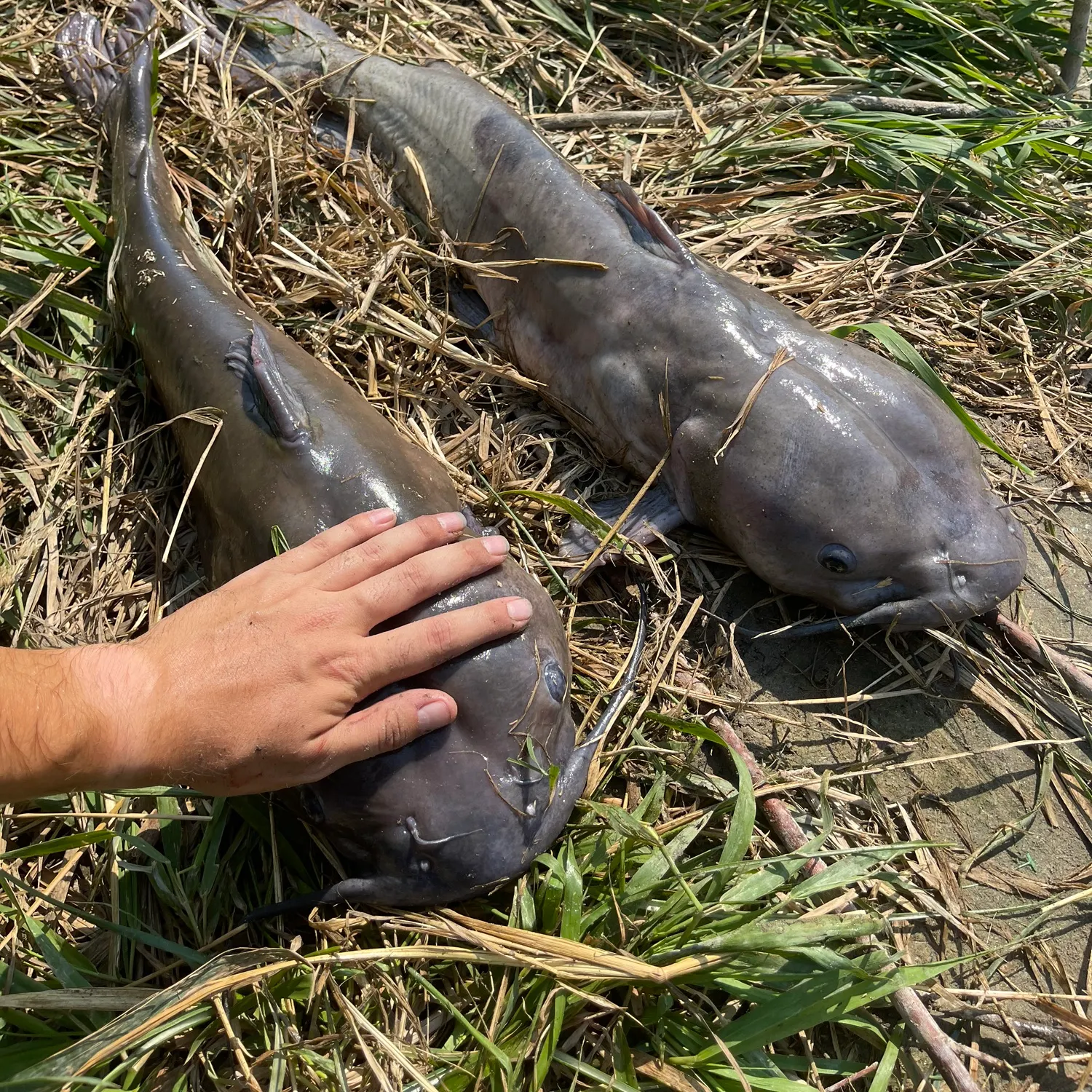 angler catch