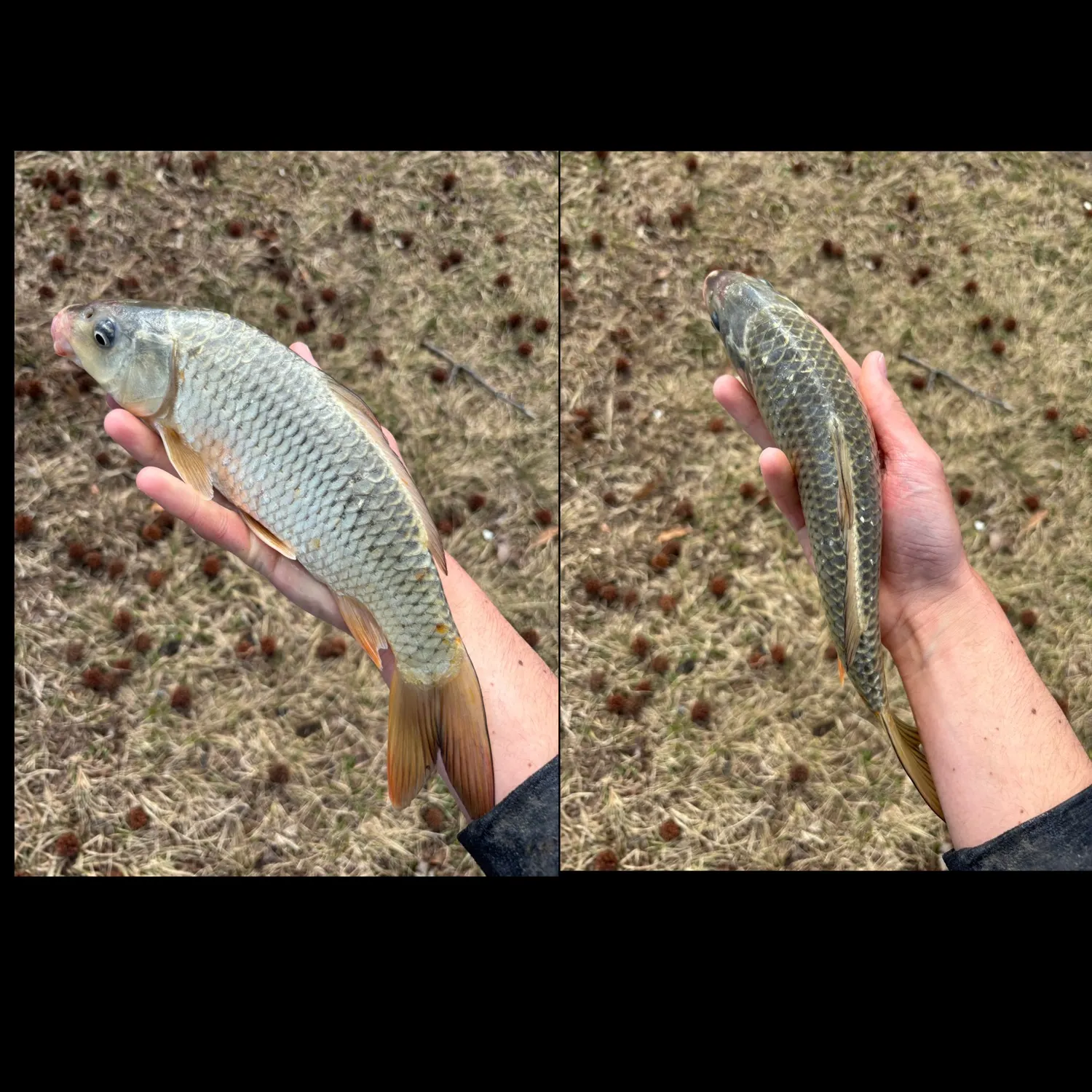 The most recent Ghost carp catches on Fishbrain