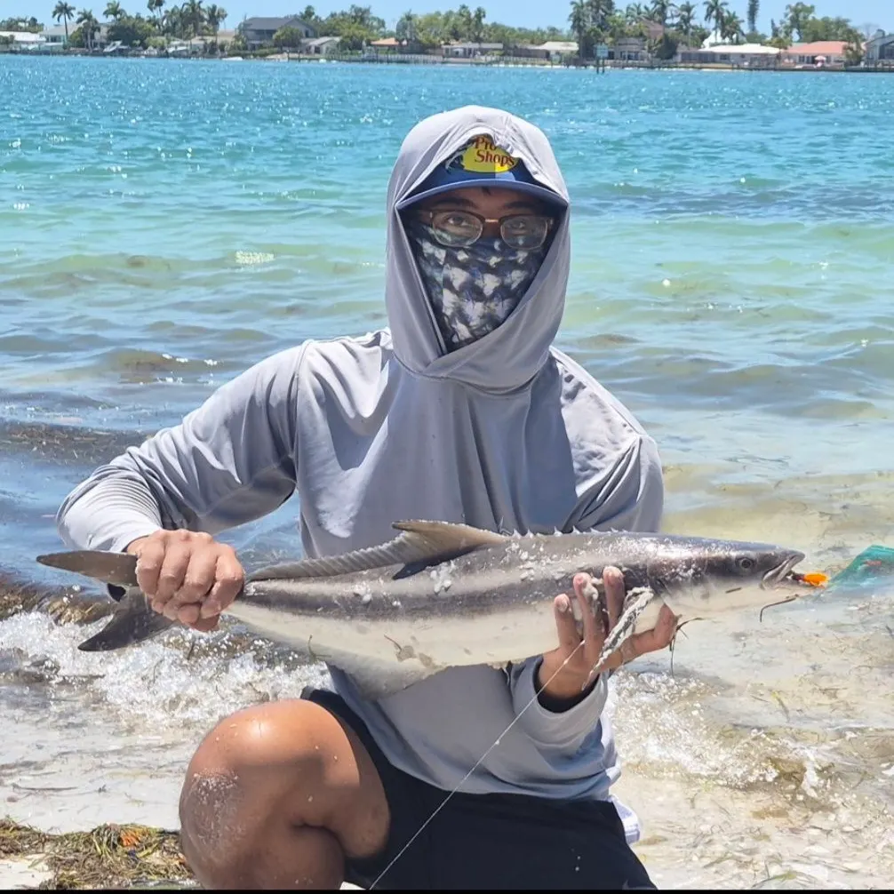 The most recent Cobia catches on Fishbrain