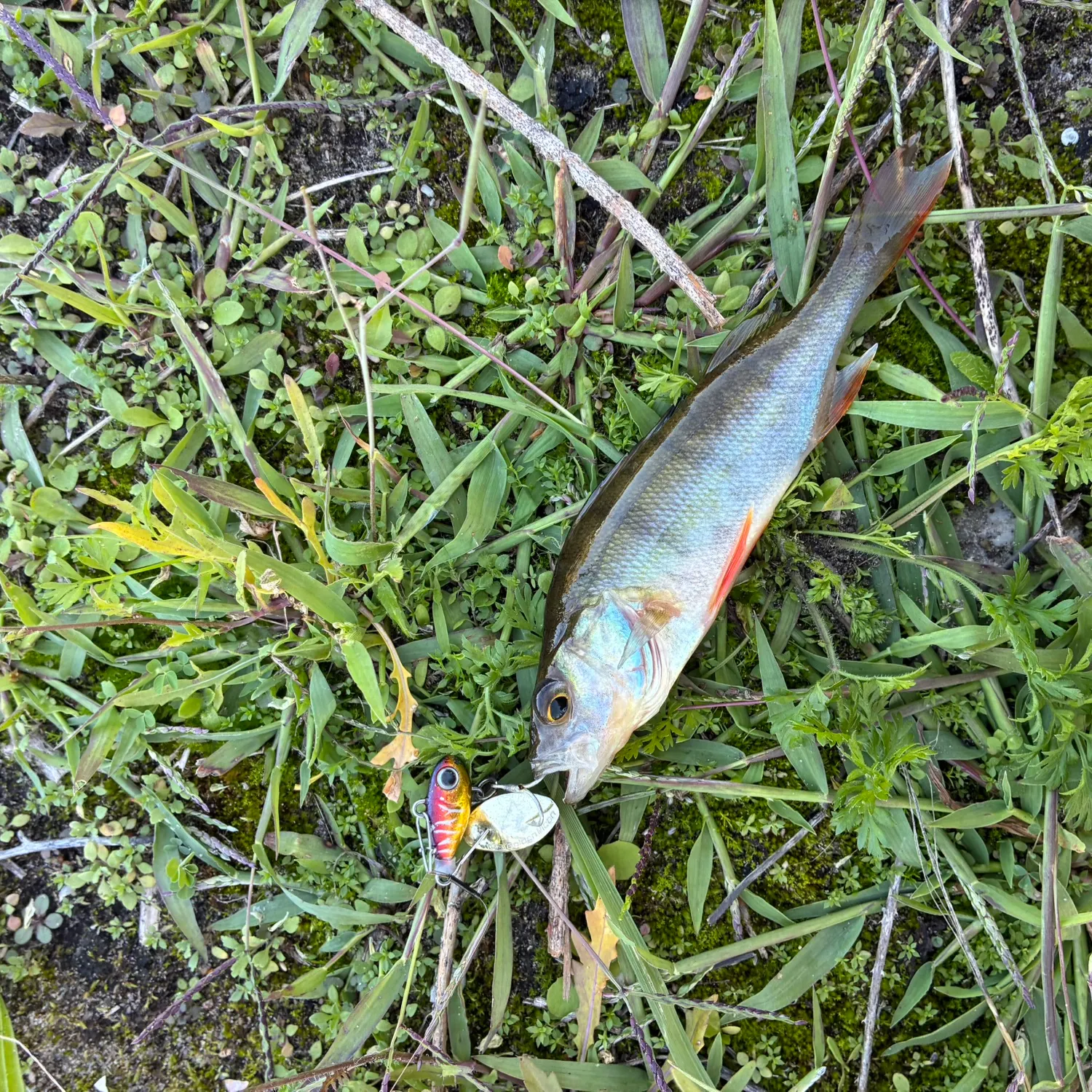 European perch caught on Fishbrain