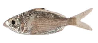 Bigeye mojarra