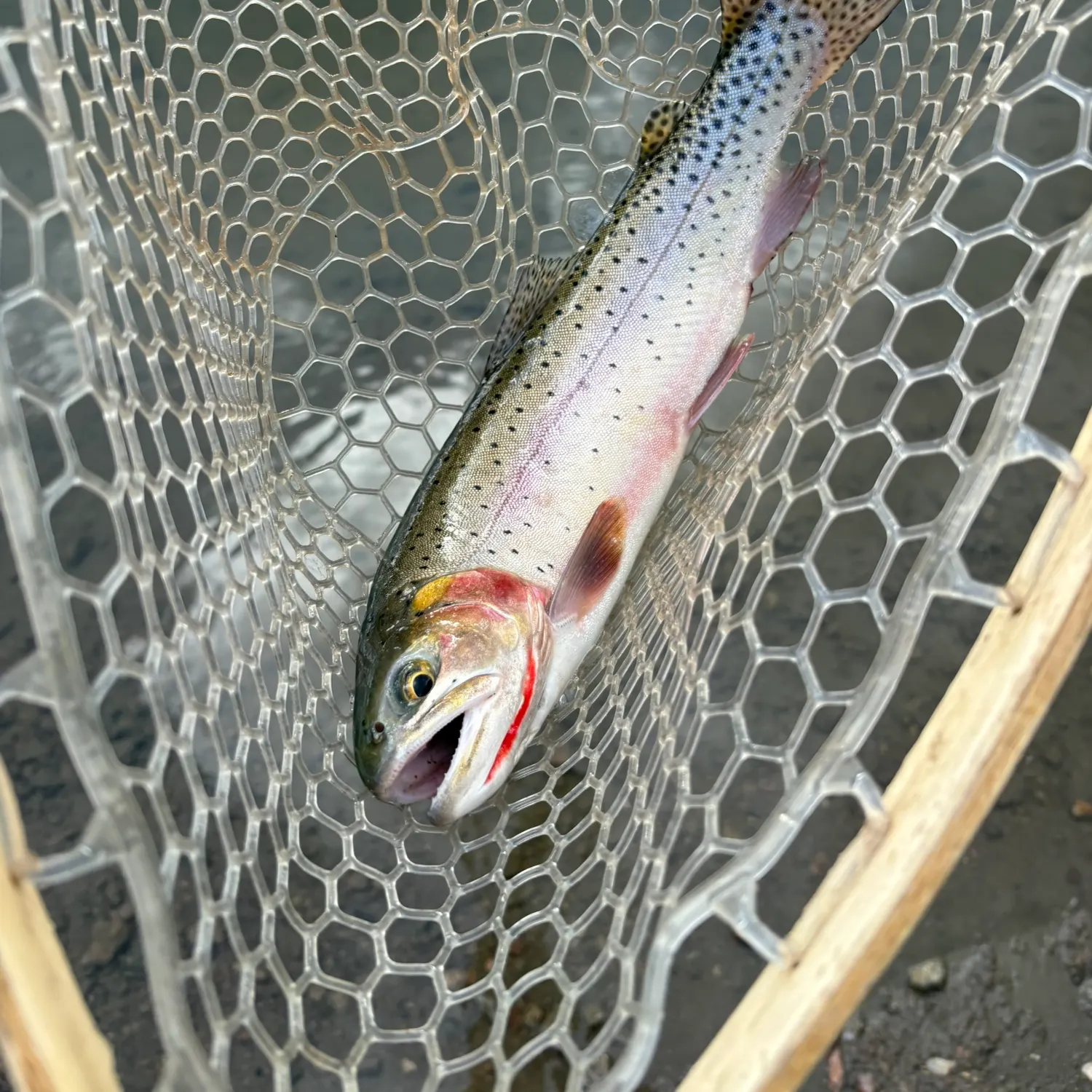 Cutthroat trout caught on Fishbrain