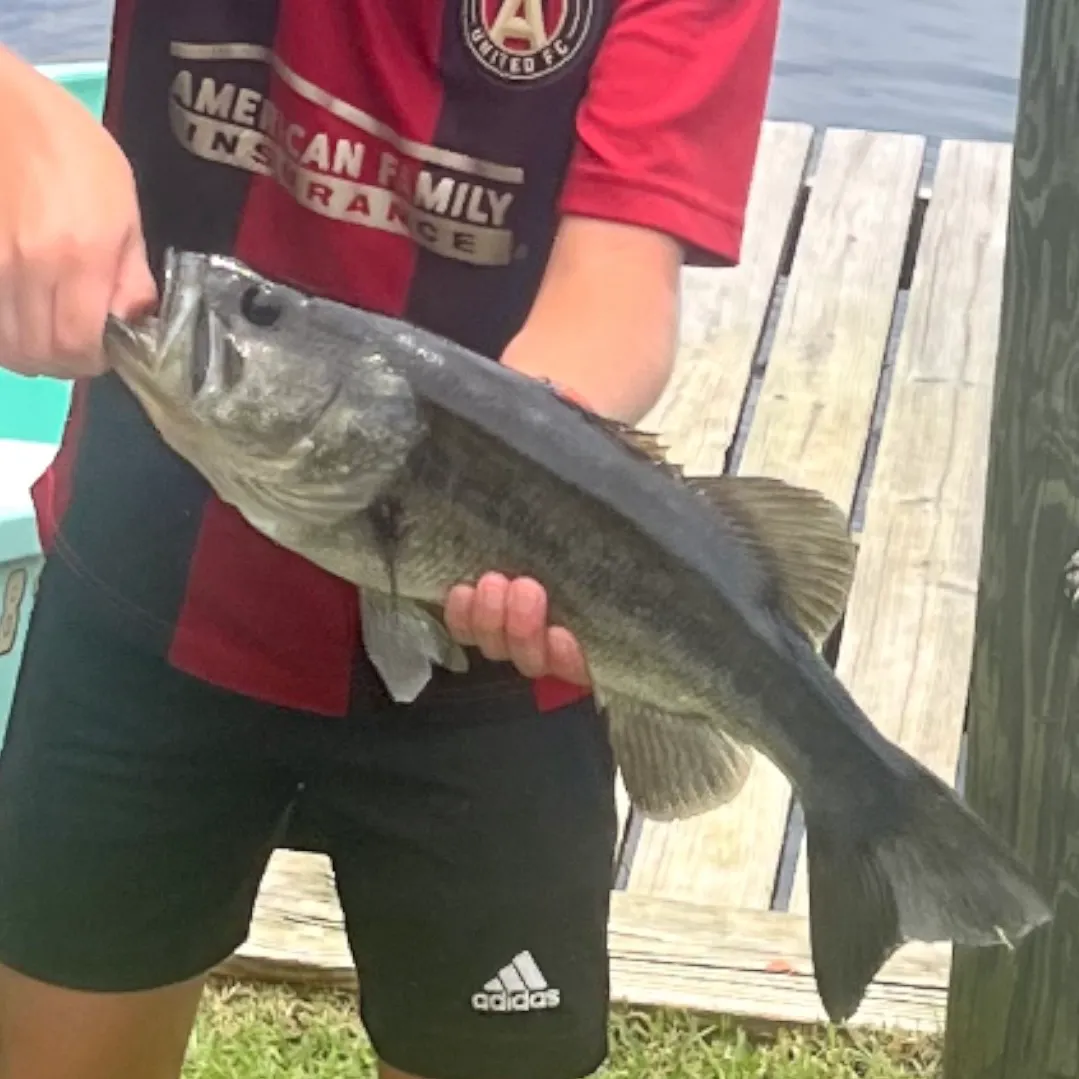 The most recent Largemouth bass catches on Fishbrain