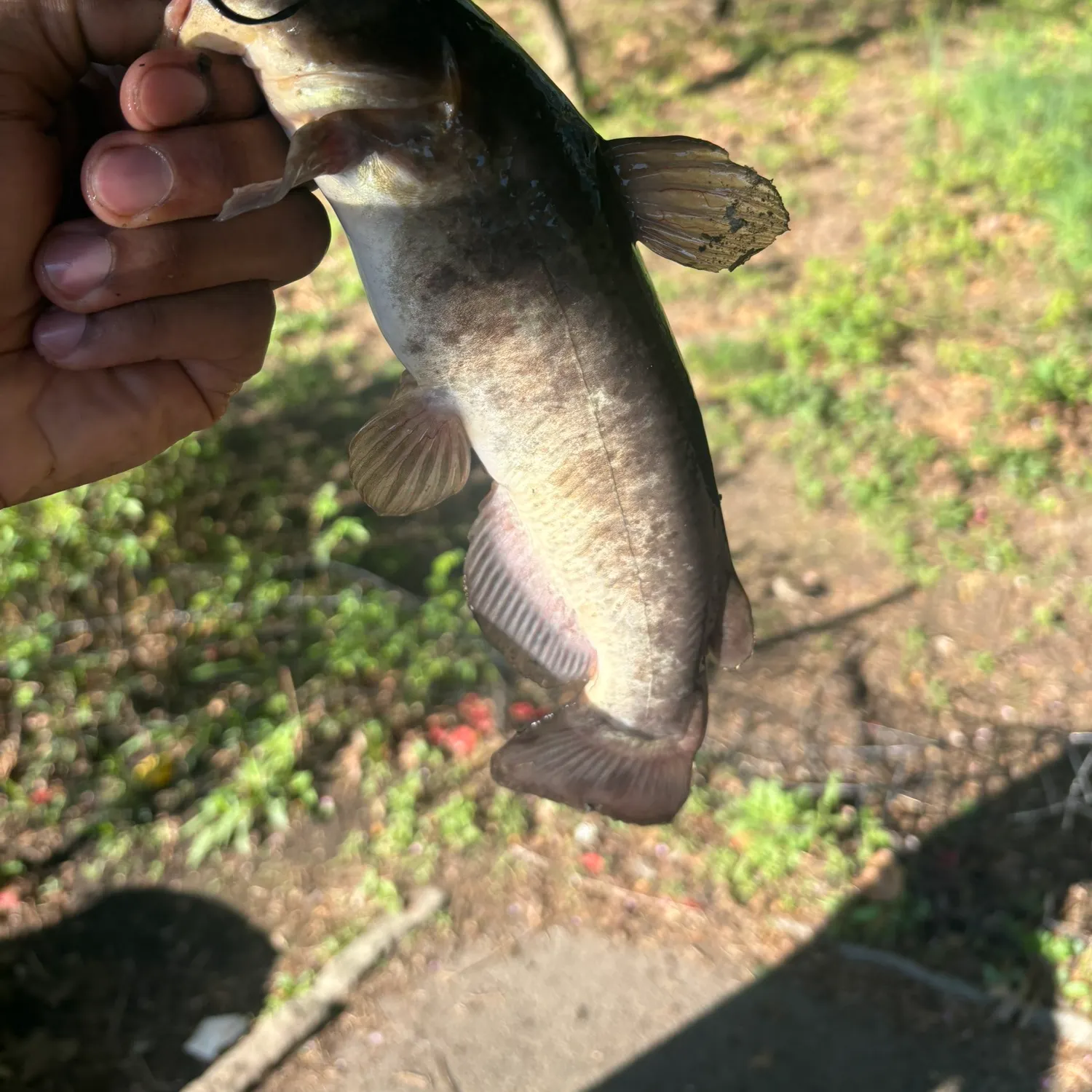 The most recent Brown bullhead catches on Fishbrain