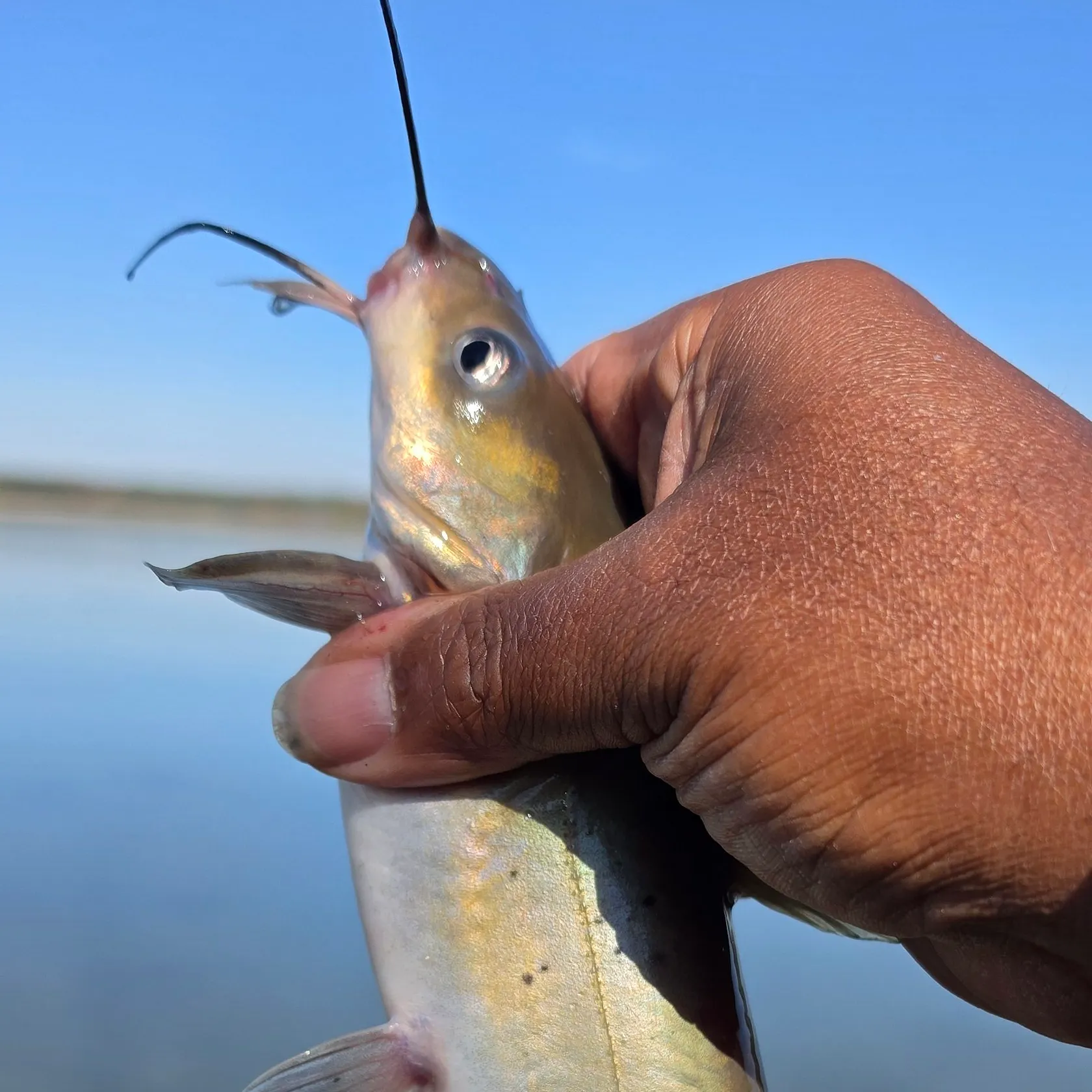 Channel catfish caught on Fishbrain
