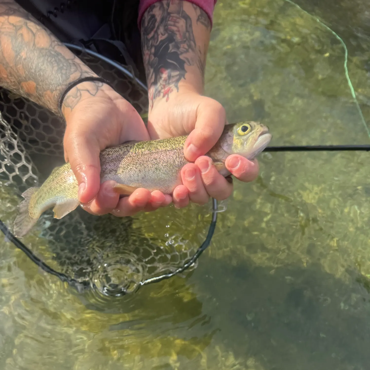 Rainbow trout caught on Fishbrain