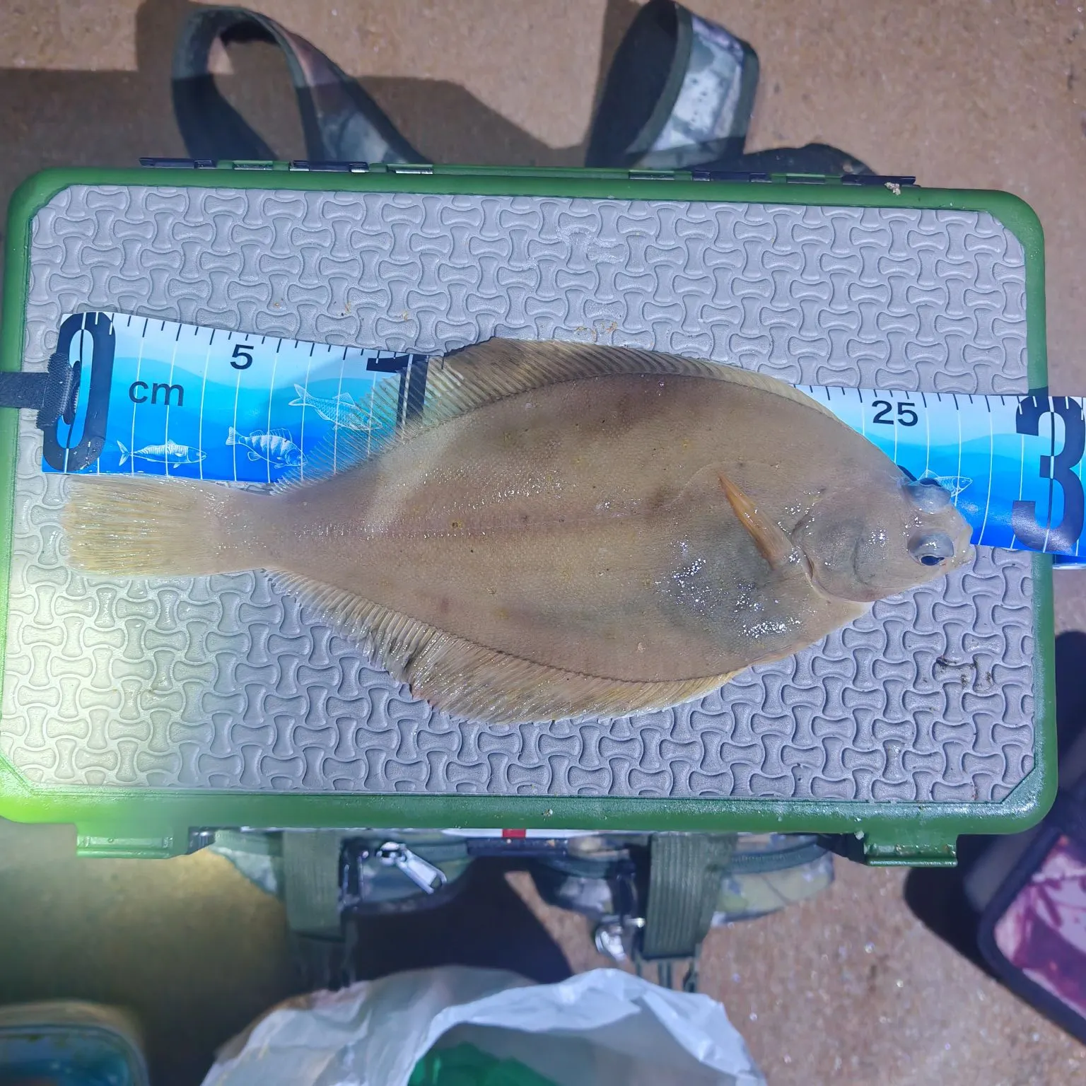 The most recent Common dab catches on Fishbrain