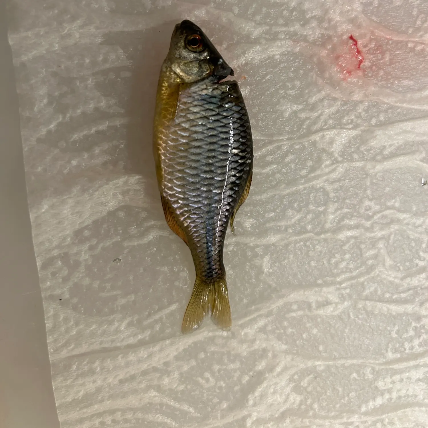 The most recent European bitterling catches on Fishbrain