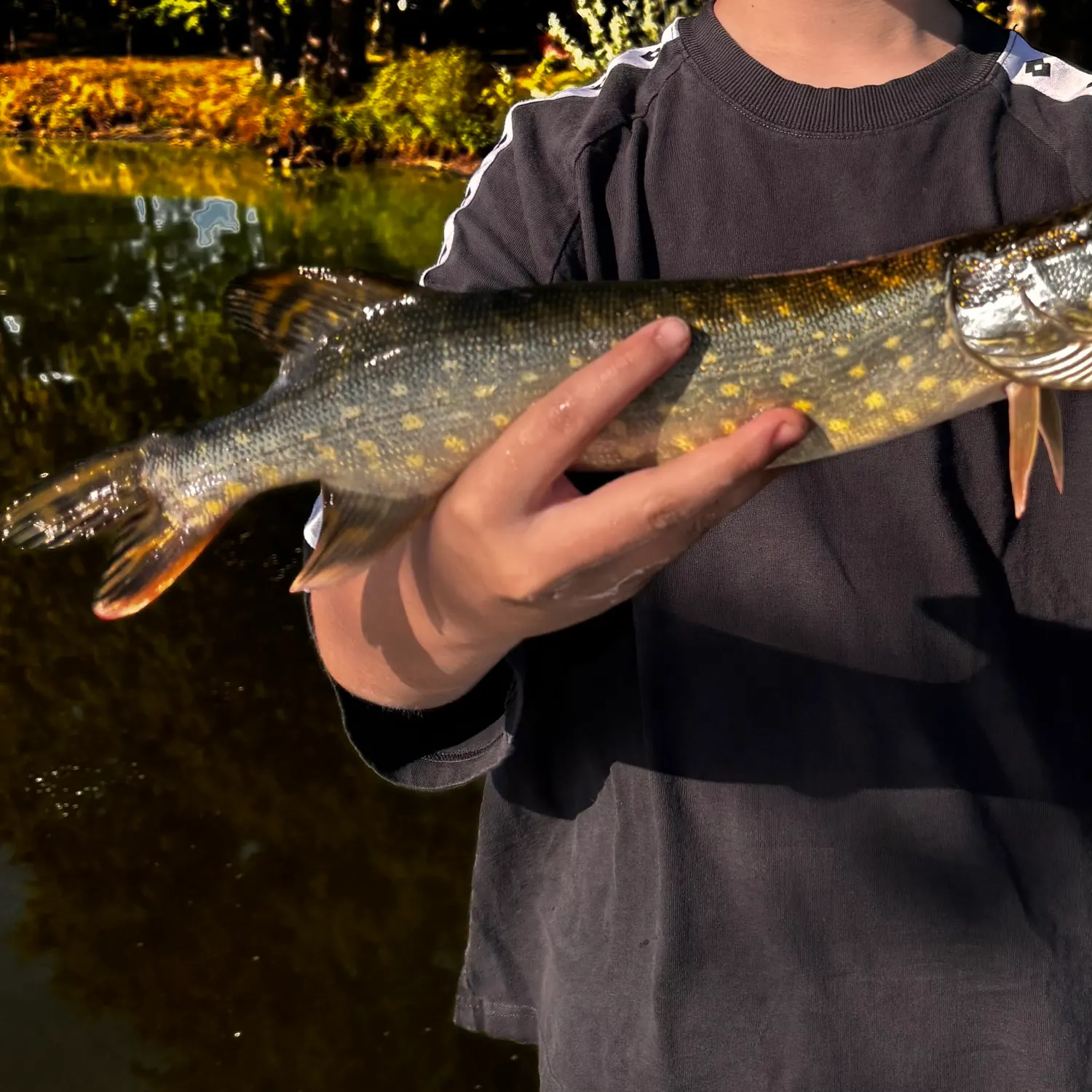 Northern pike caught on Fishbrain