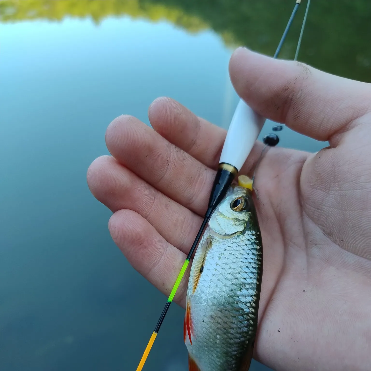 Common roach caught on Fishbrain