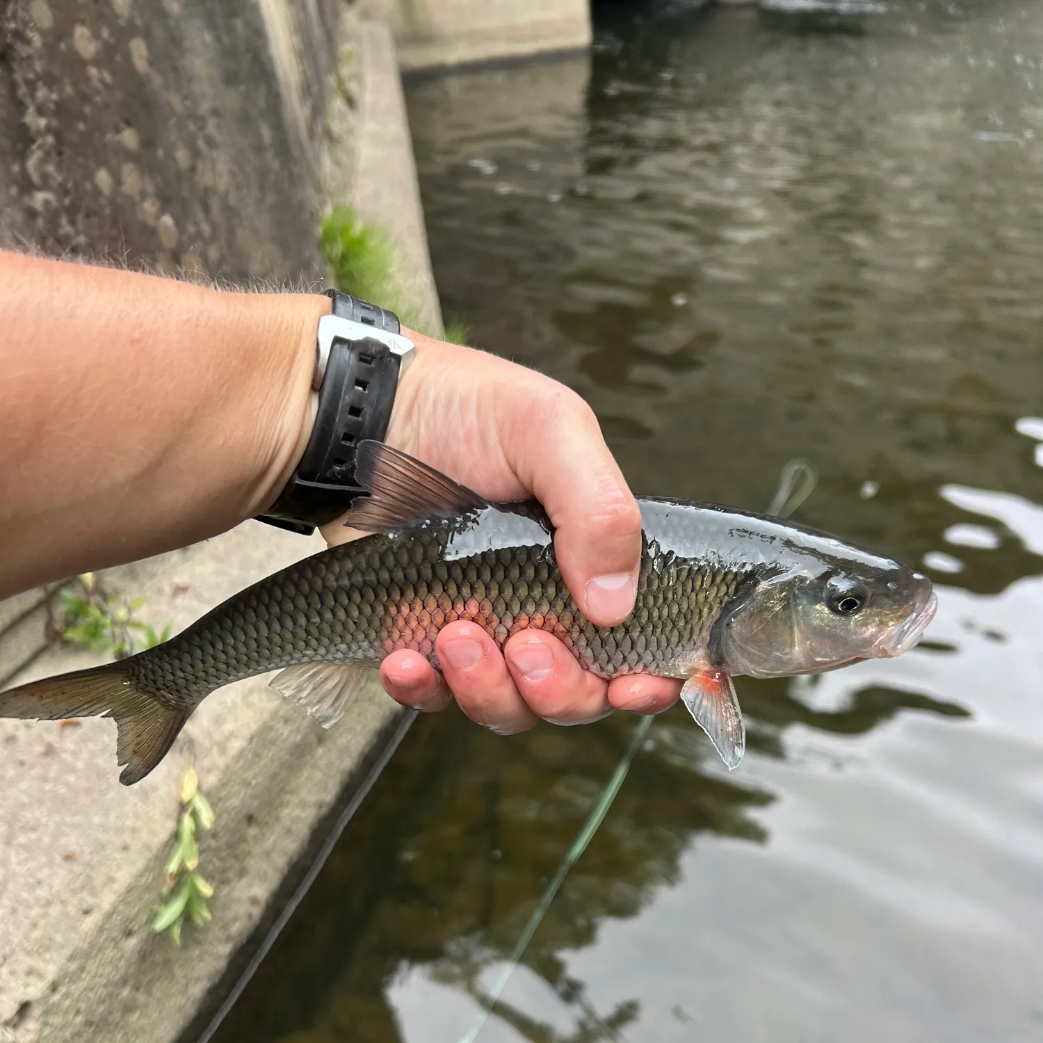 Fallfish caught on Fishbrain