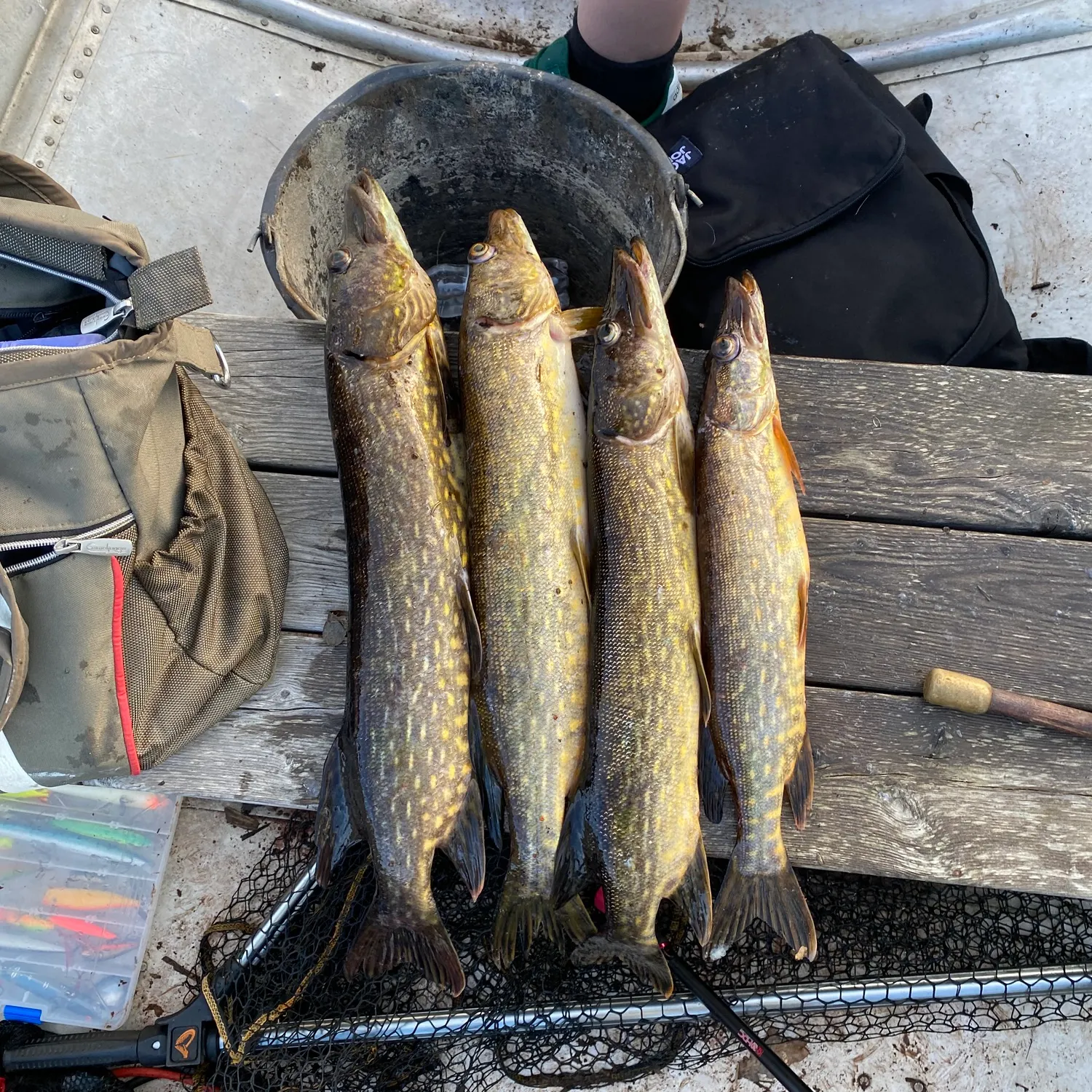 recently logged catches