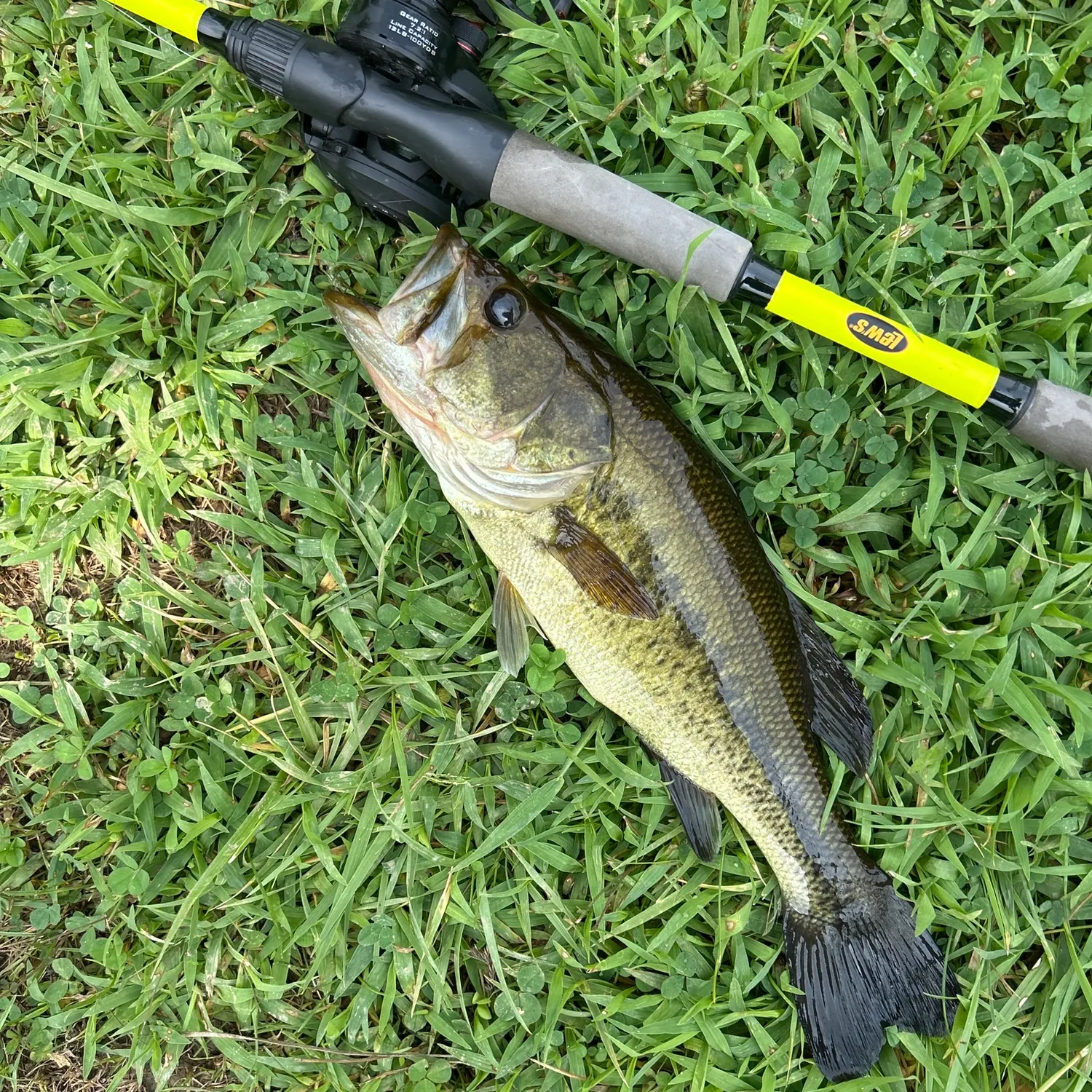 Largemouth bass caught on Fishbrain