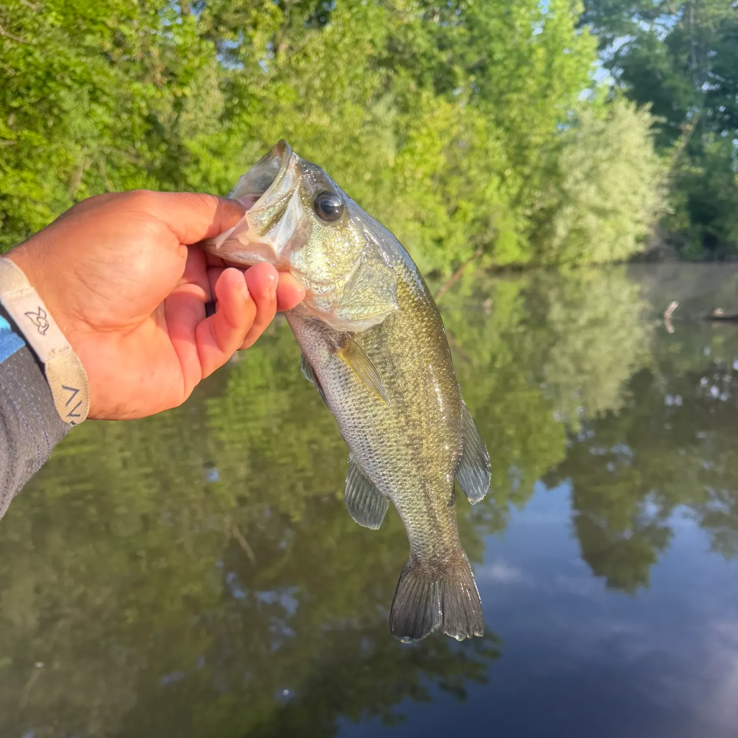 The most recent Largemouth bass catches on Fishbrain