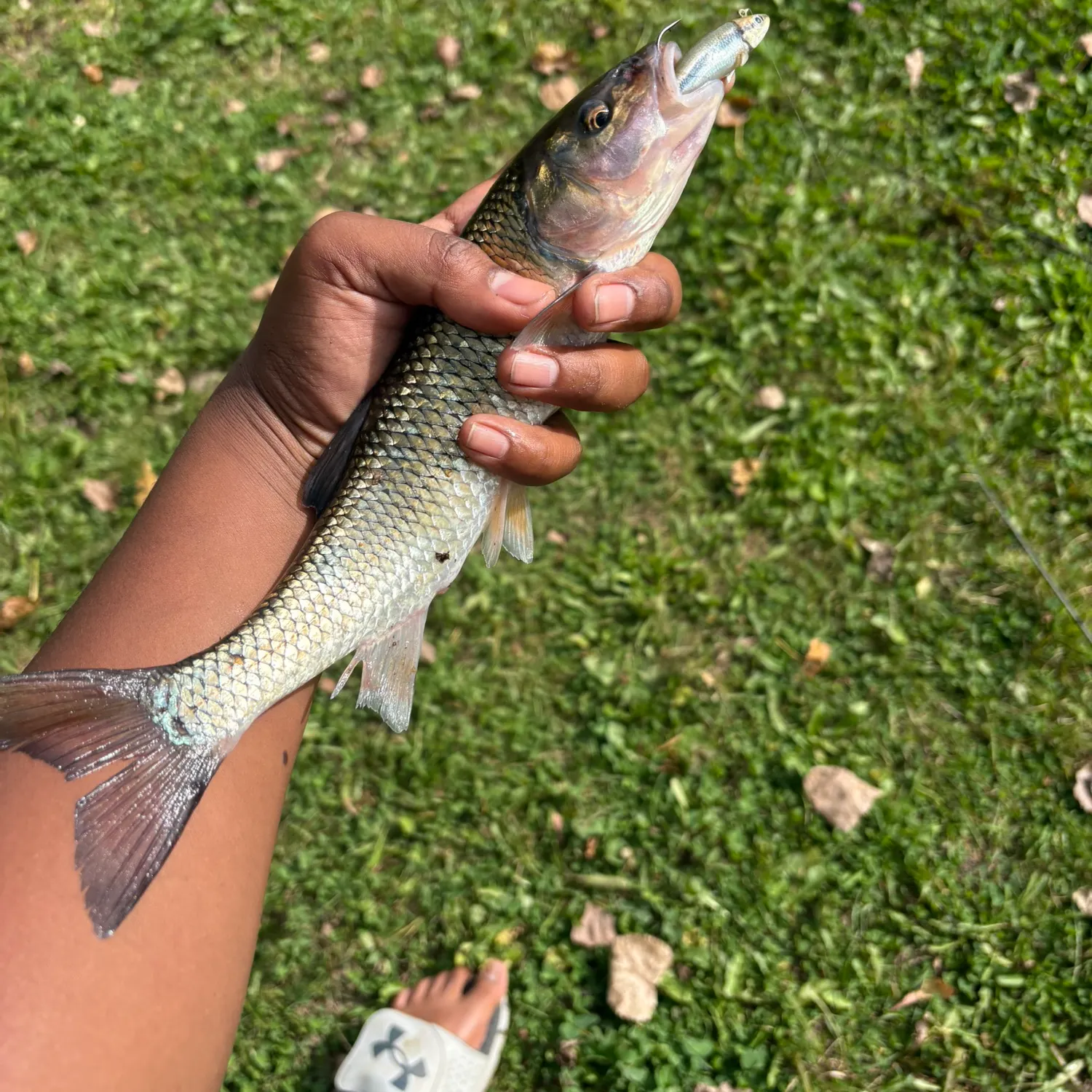 The most recent Fallfish catches on Fishbrain