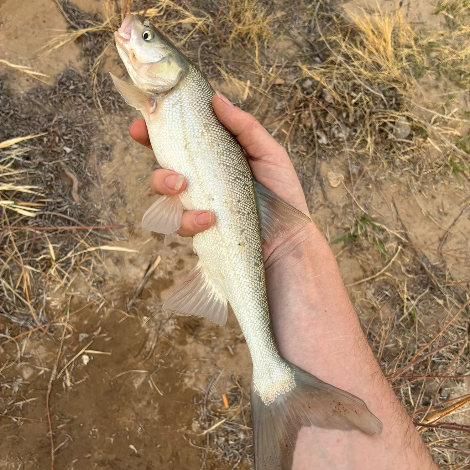The most recent Roundtail chub catches on Fishbrain