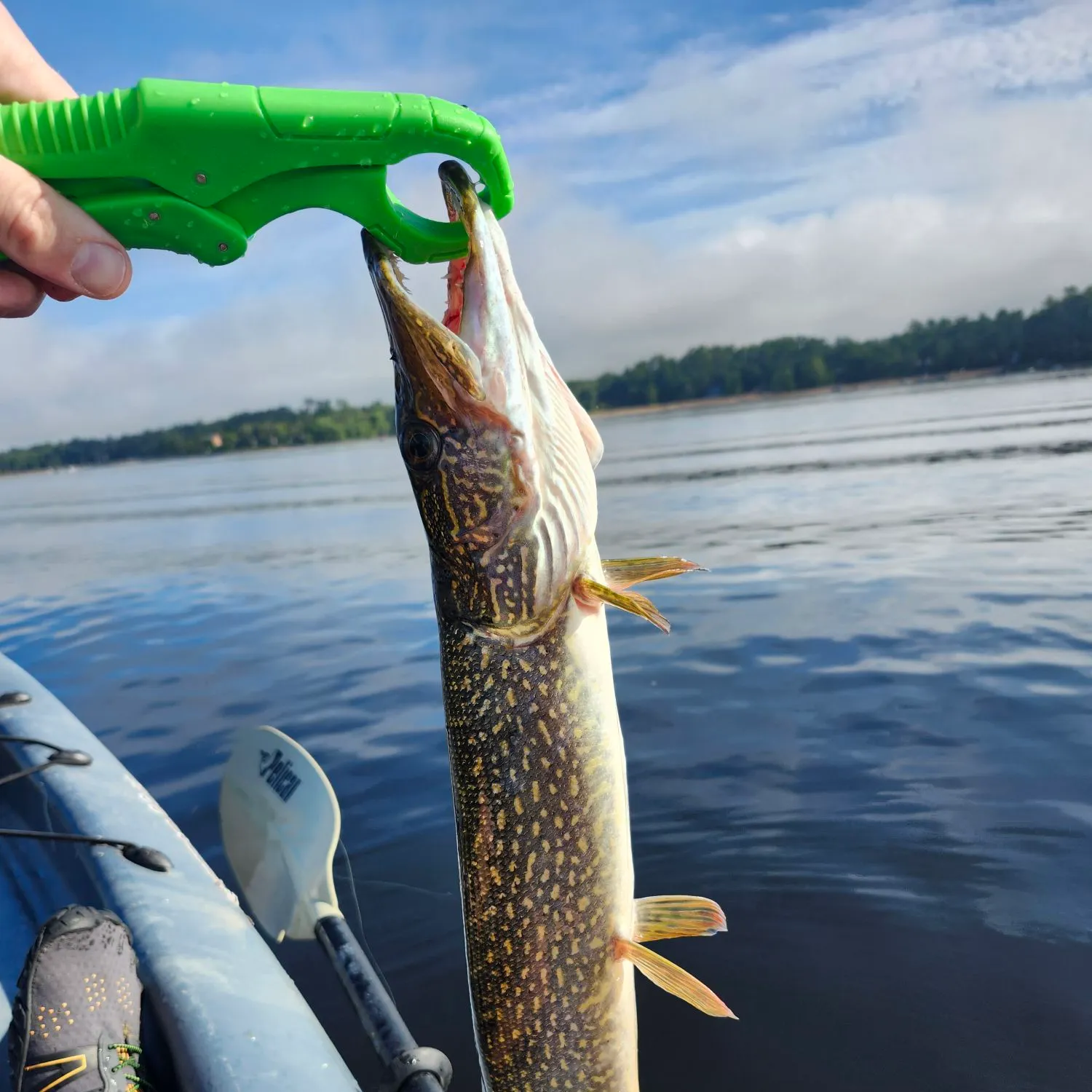 Northern pike caught on Fishbrain