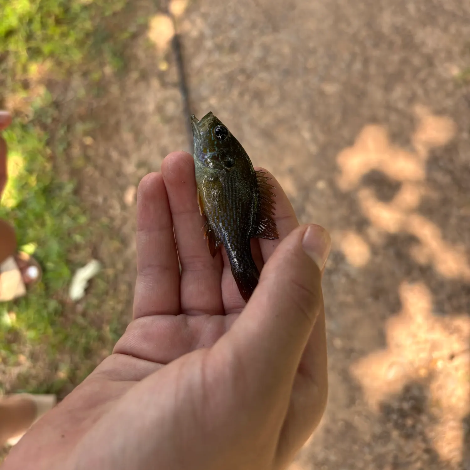 Redspotted sunfish caught on Fishbrain