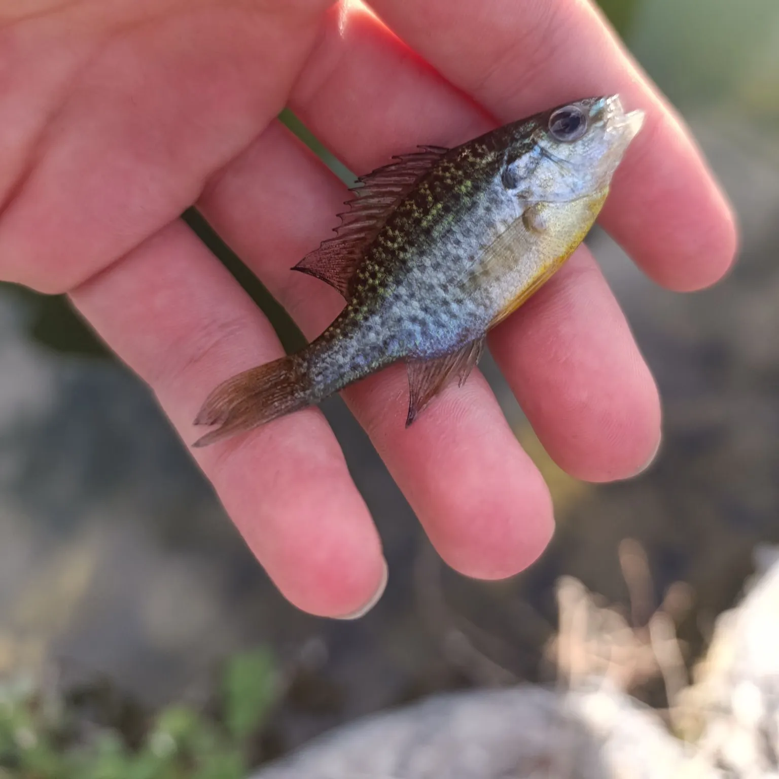 Pumpkinseed caught on Fishbrain