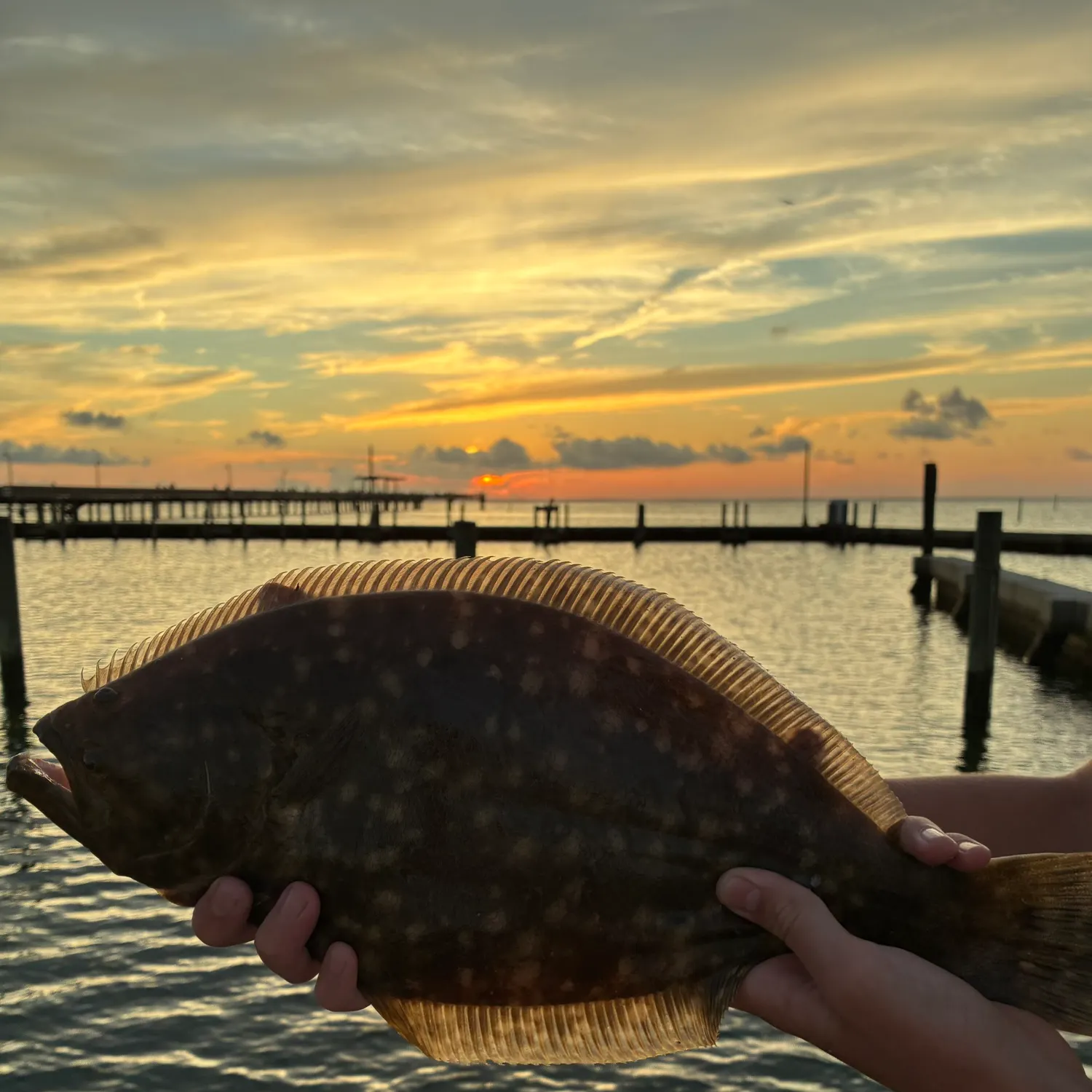 Summer flounder caught on Fishbrain