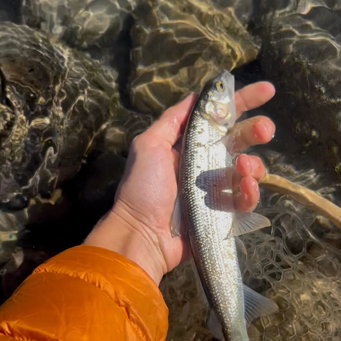 The most recent Mountain whitefish catches on Fishbrain