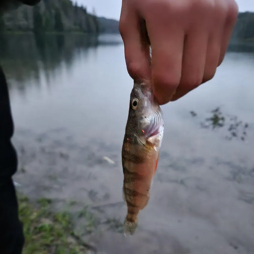 Yellow perch caught on Fishbrain