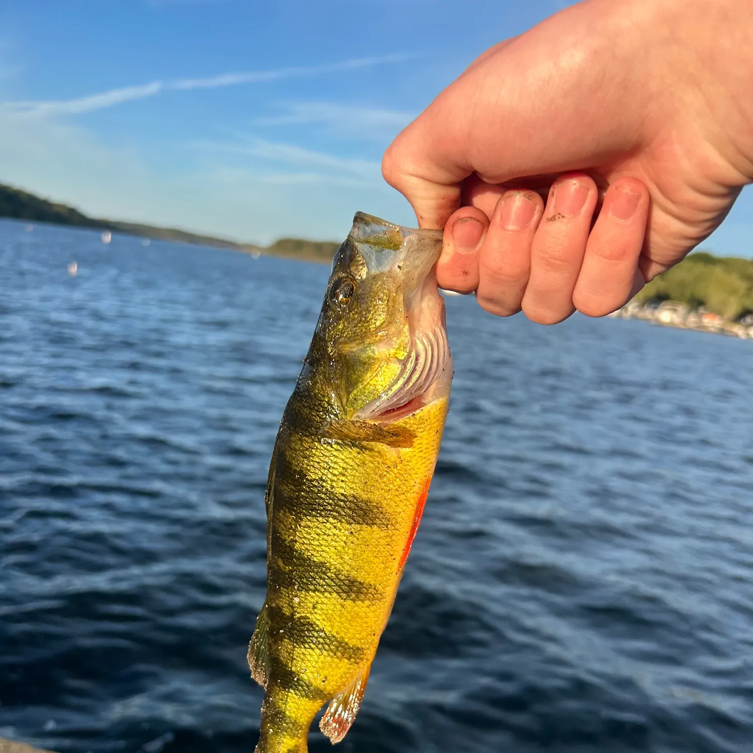 Yellow perch caught on Fishbrain