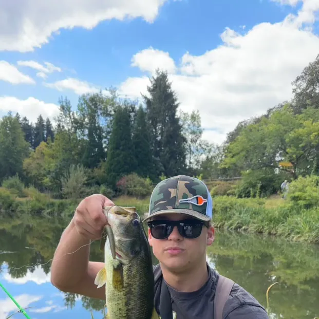 Largemouth bass caught on Fishbrain